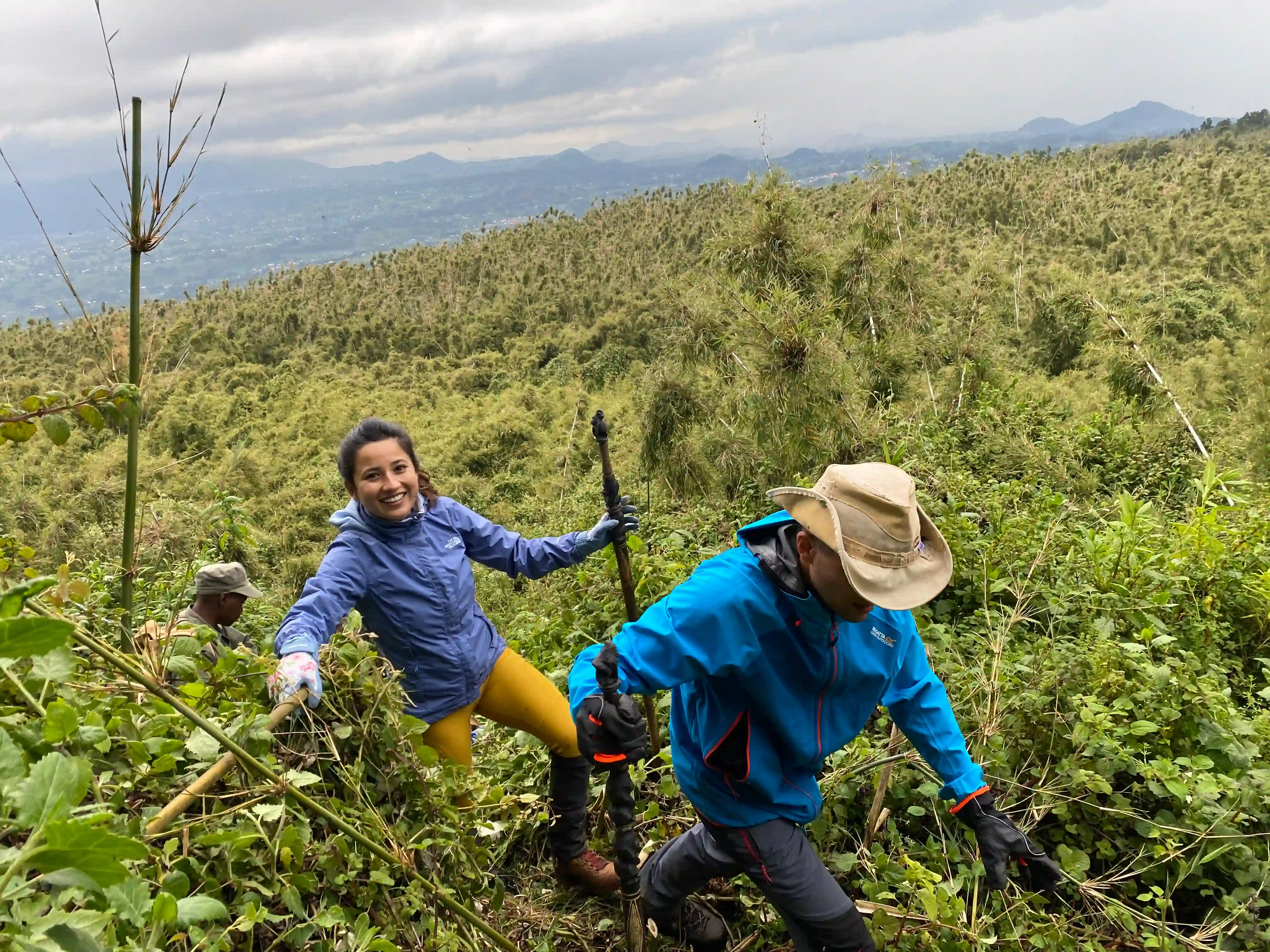 Tourists on a guided gorilla trekking hike in Volcanoes National Park, Rwanda.