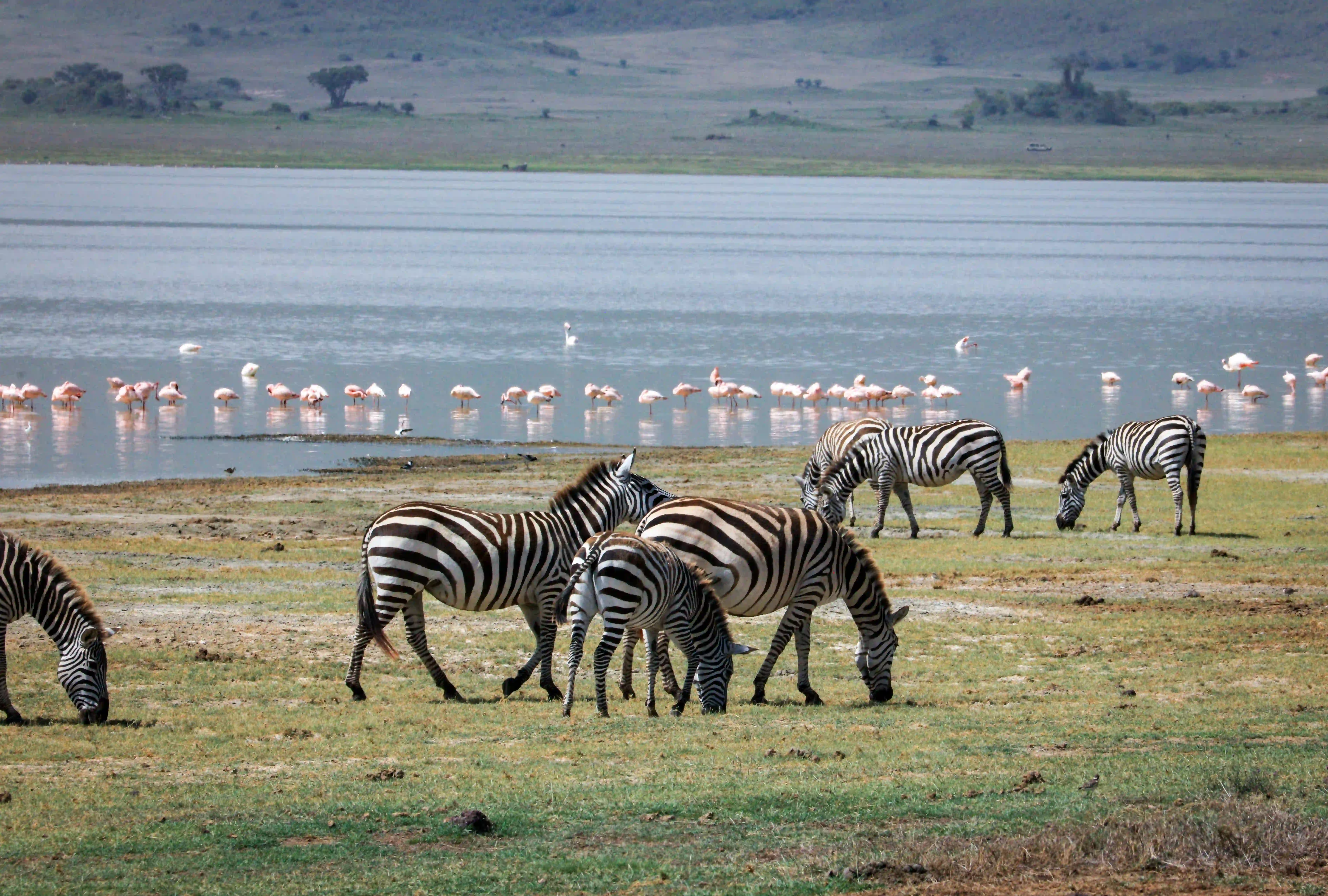 Zebras grazing near Lake Manyara with flamingos in flight — Best family friendly safari and tours in Tanzania.