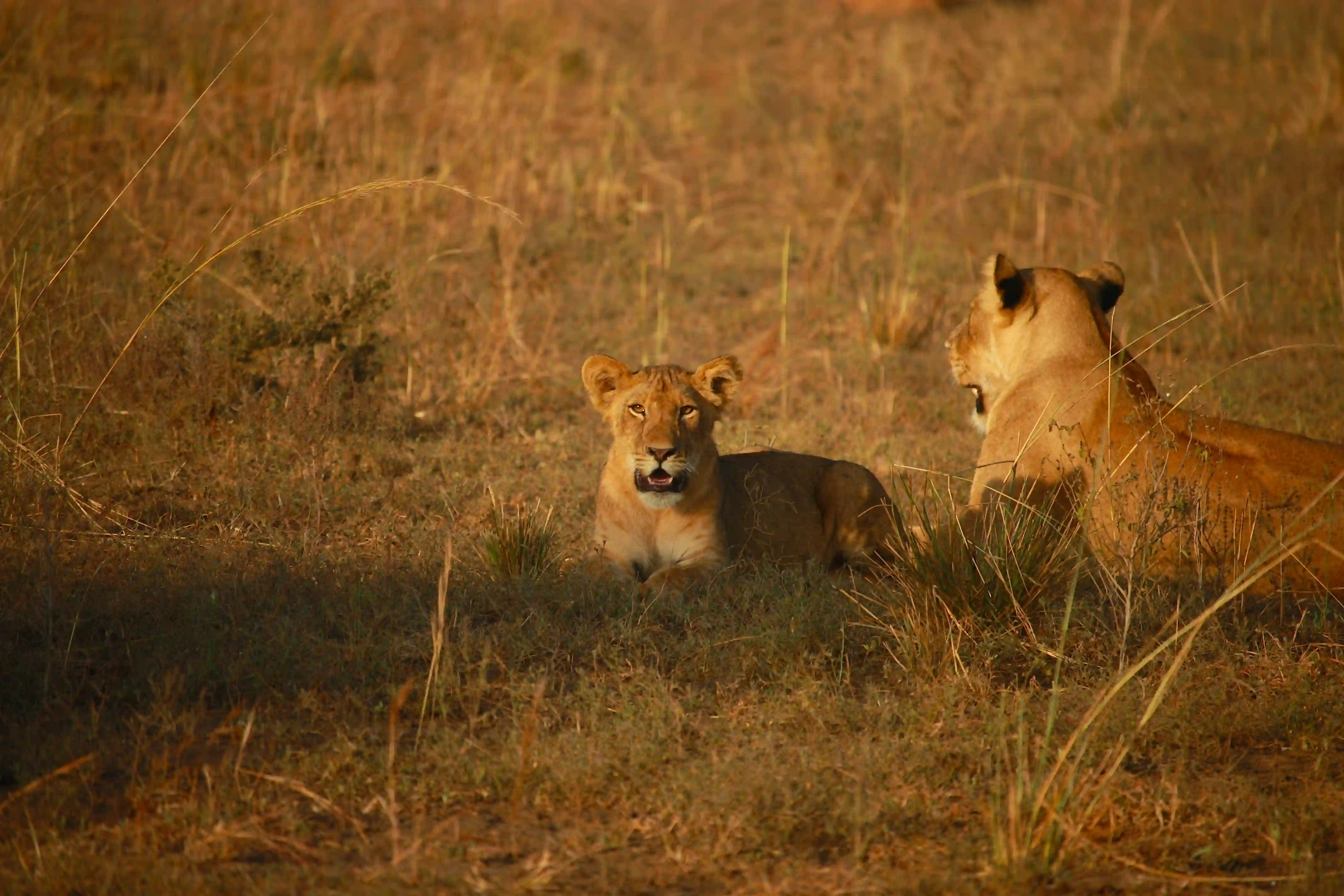 Two female lions resting in the golden savanna at sunset, showcasing the wild beauty travelers discover when exploring where to go on safari in East Africa and South Africa.