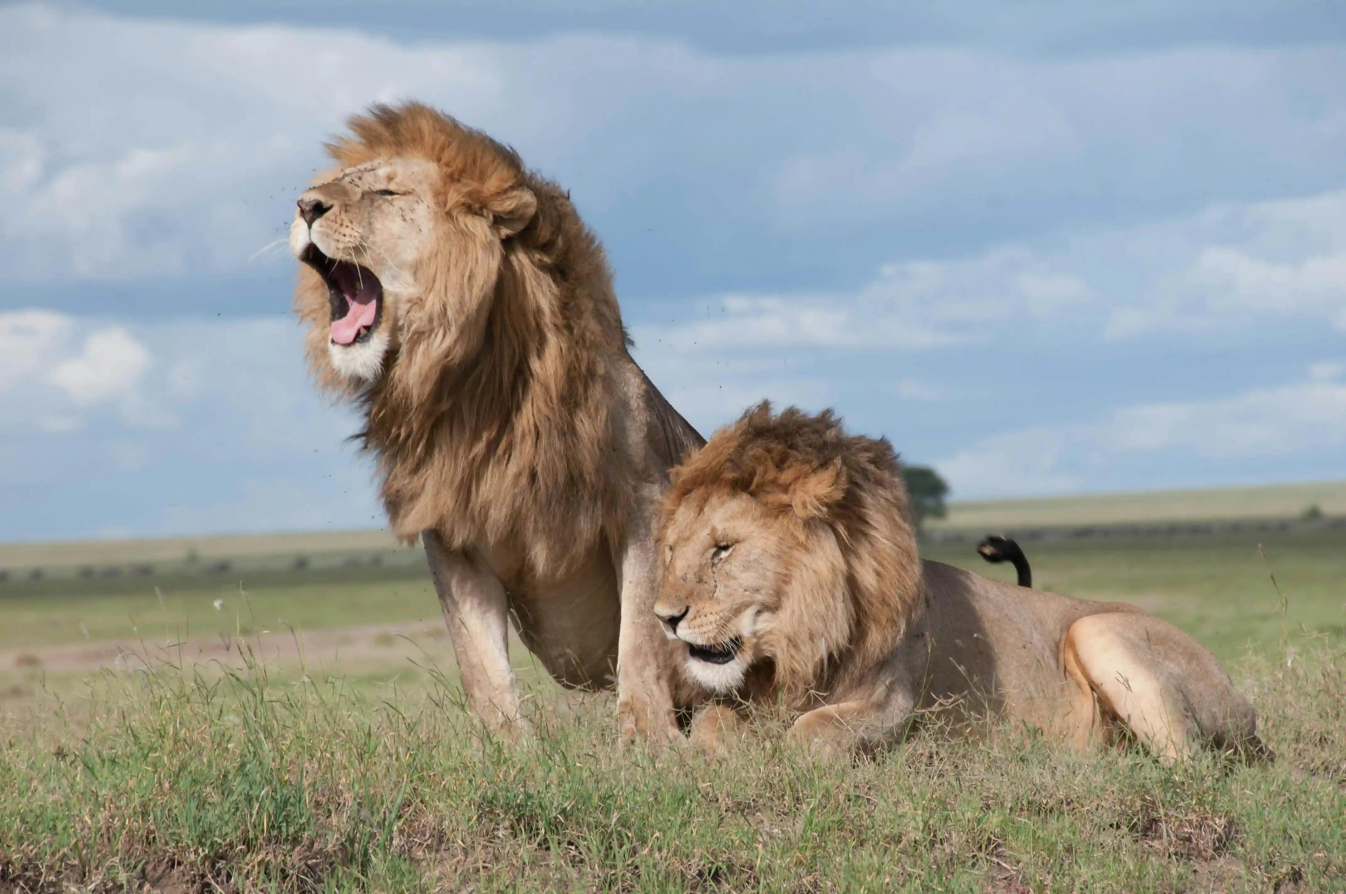 Two majestic male lions in Serengeti National Park, Tanzania, basking in golden sunlight