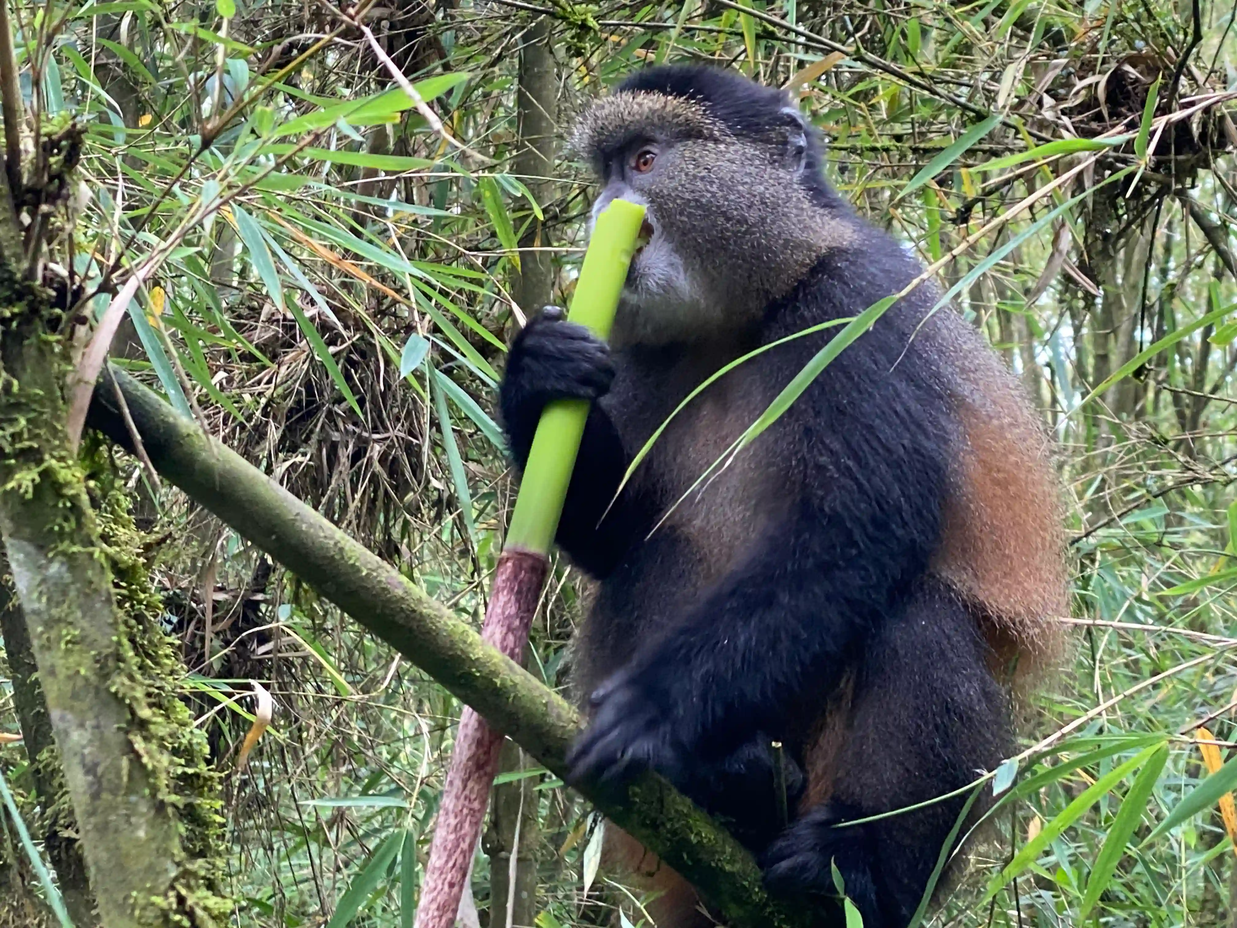 Golden monkey eating bamboo in Mgahinga National Park, Uganda – a rare and playful primate thriving in the Virunga Mountains.