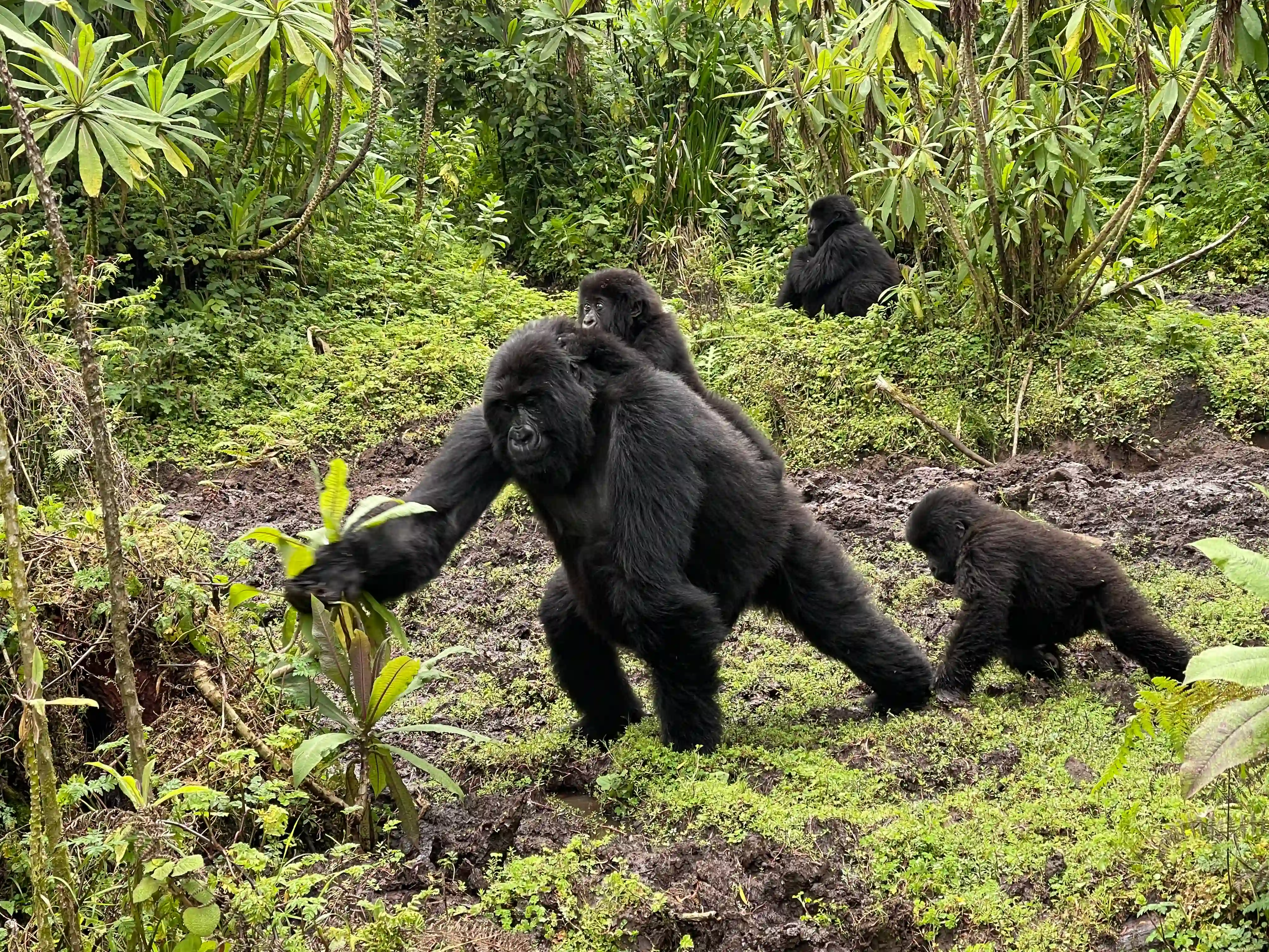 Mountain gorilla carrying its young in the forest – interesting facts about mountain gorilla family lifespan