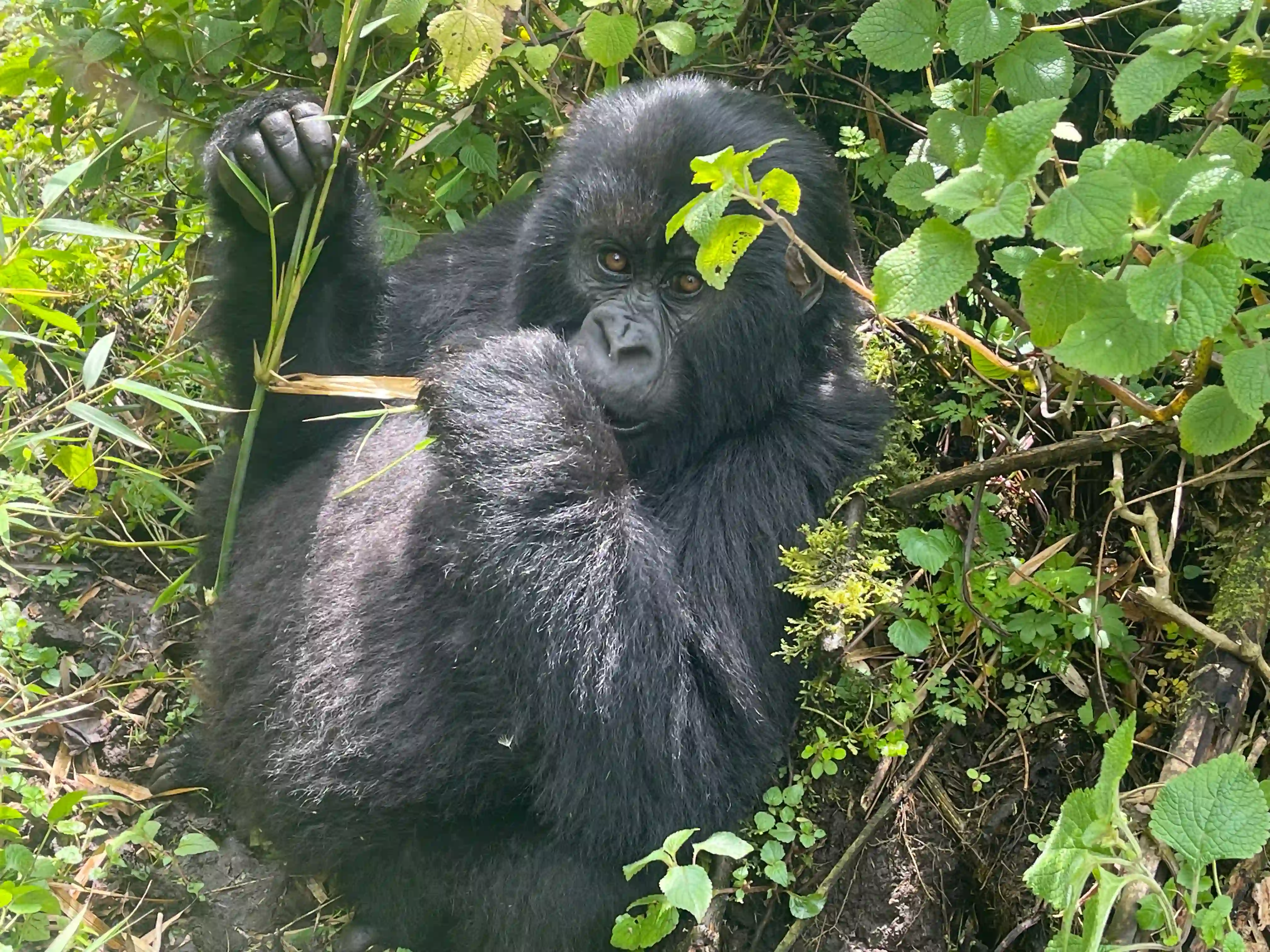 Mountain gorilla feasting on fresh green leaves in its natural habitat — showcasing interesting facts about mountain gorilla family behavior and feeding habits.