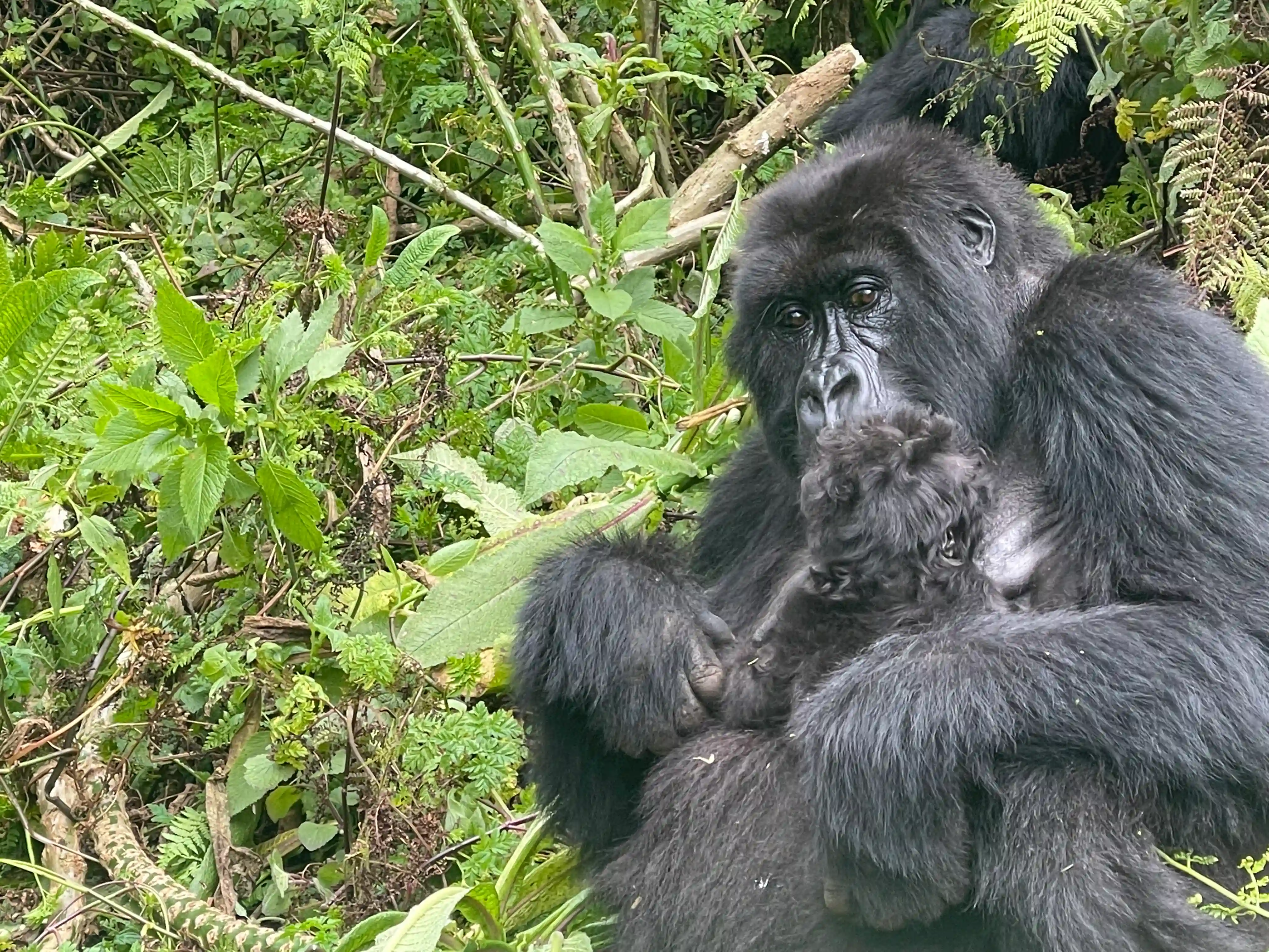 Mountain gorilla family in Volcanoes National Park with mother holding her baby; close up wildlife photo for article on interesting facts about mountain gorilla family