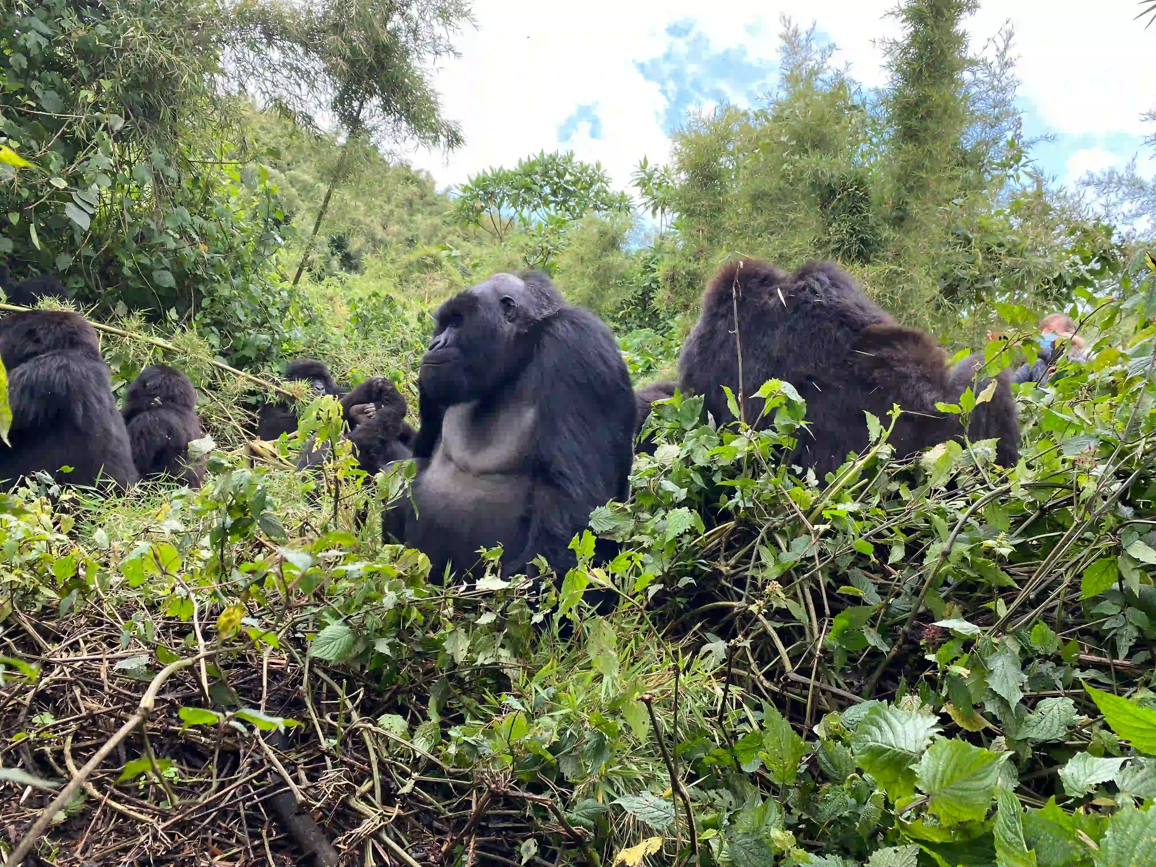Mountain gorilla family resting in the lush rainforest of Volcanoes National Park during a mountain gorilla trekking experience in Rwanda.