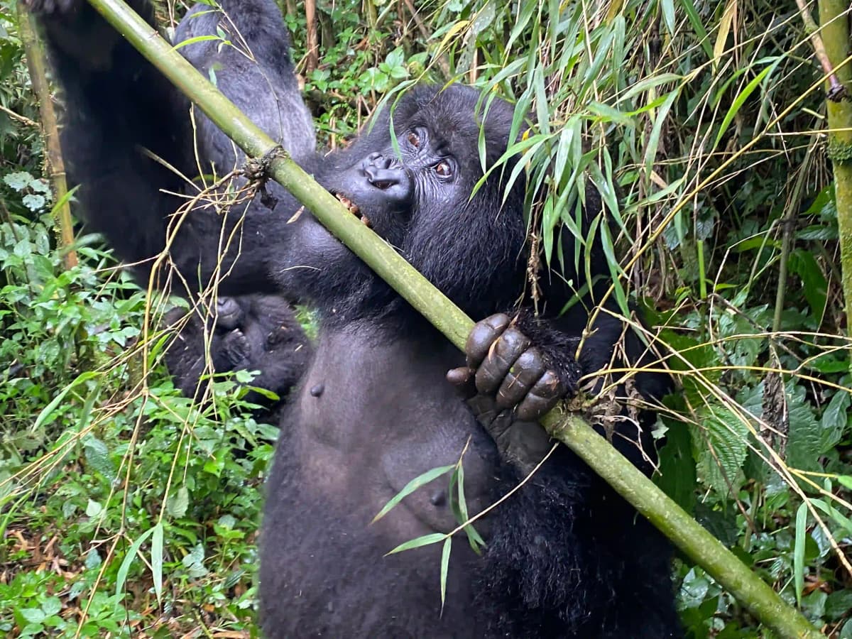 Mountain Gorilla Trekking In Rwanda: Ultimate guide