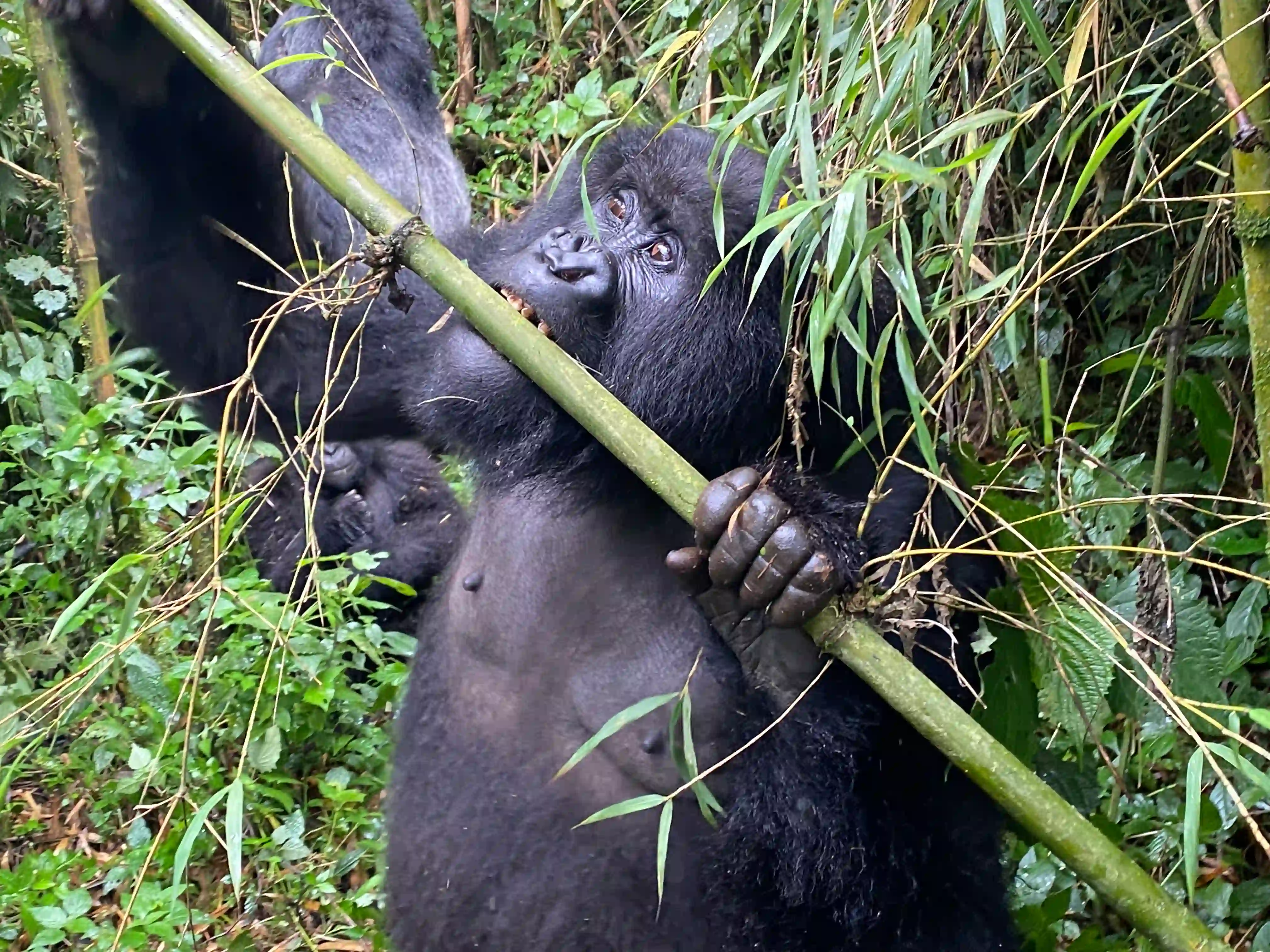 Mountain gorilla feasting on lush vegetation in Volcanoes National Park during a mountain gorilla trekking experience in Rwanda.