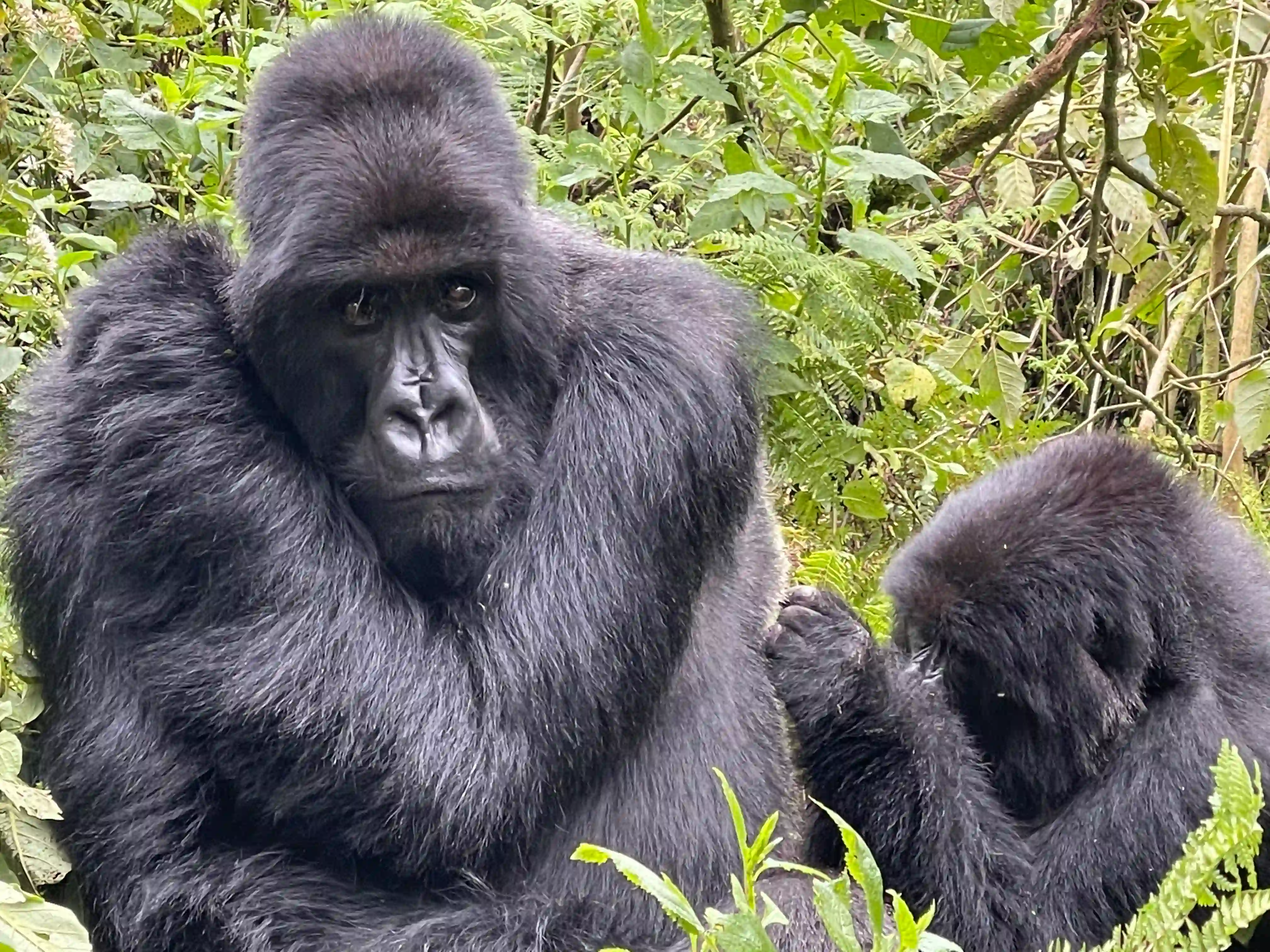 Close-up of a silverback gorilla staring at the camera, illustrating interesting facts about mountain gorilla family genetics.