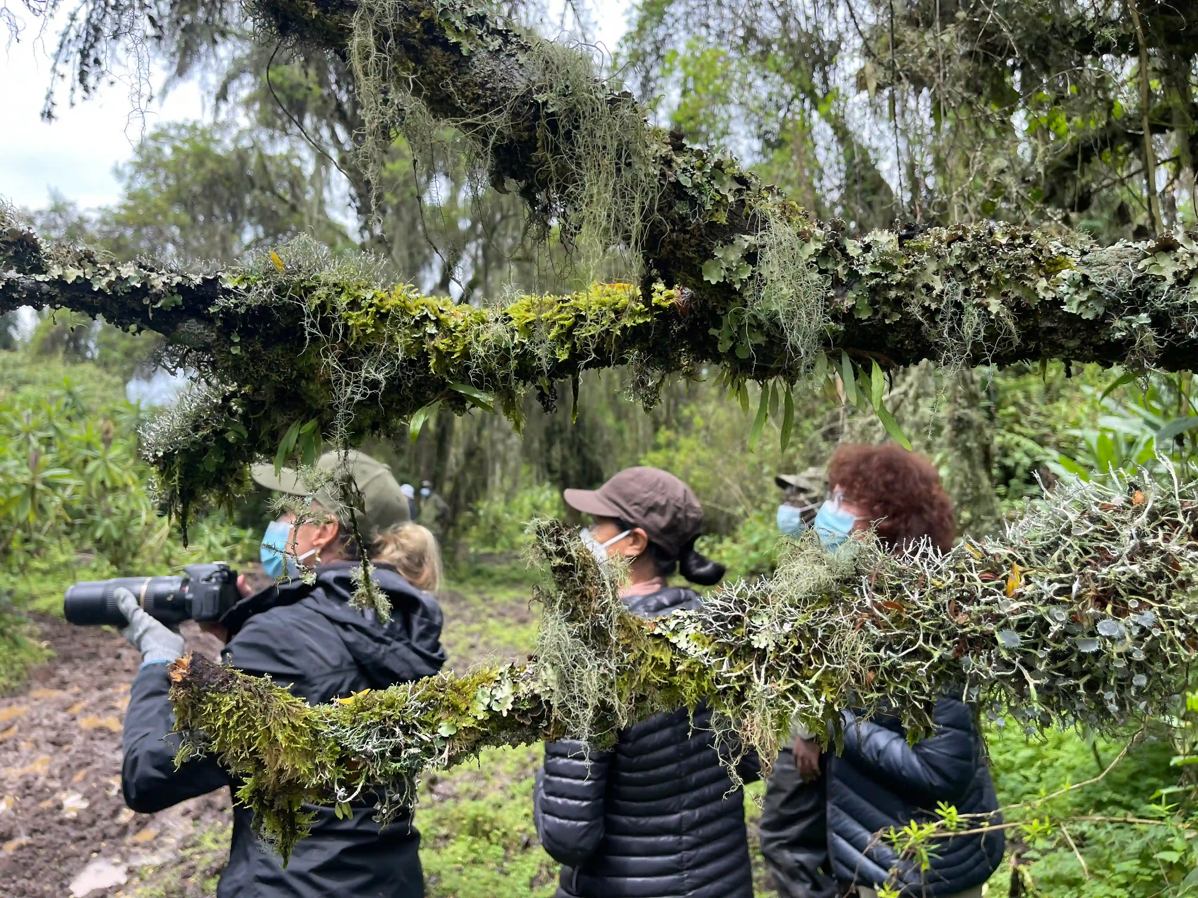 Traveler photographing mountain gorillas in Volcanoes National Park surrounded by lush emerald nature