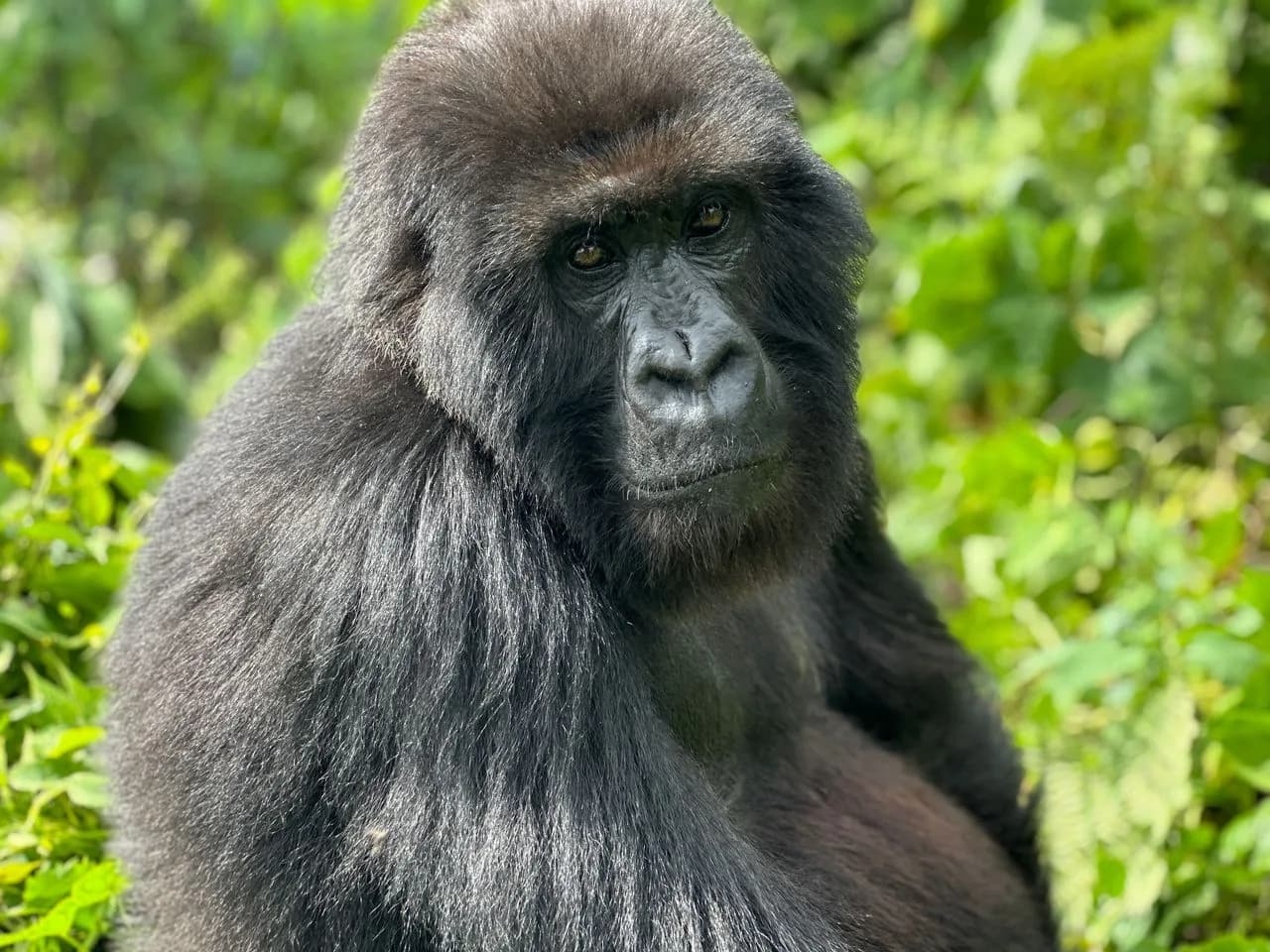 Mountain Gorilla in the Volcanoes National Park