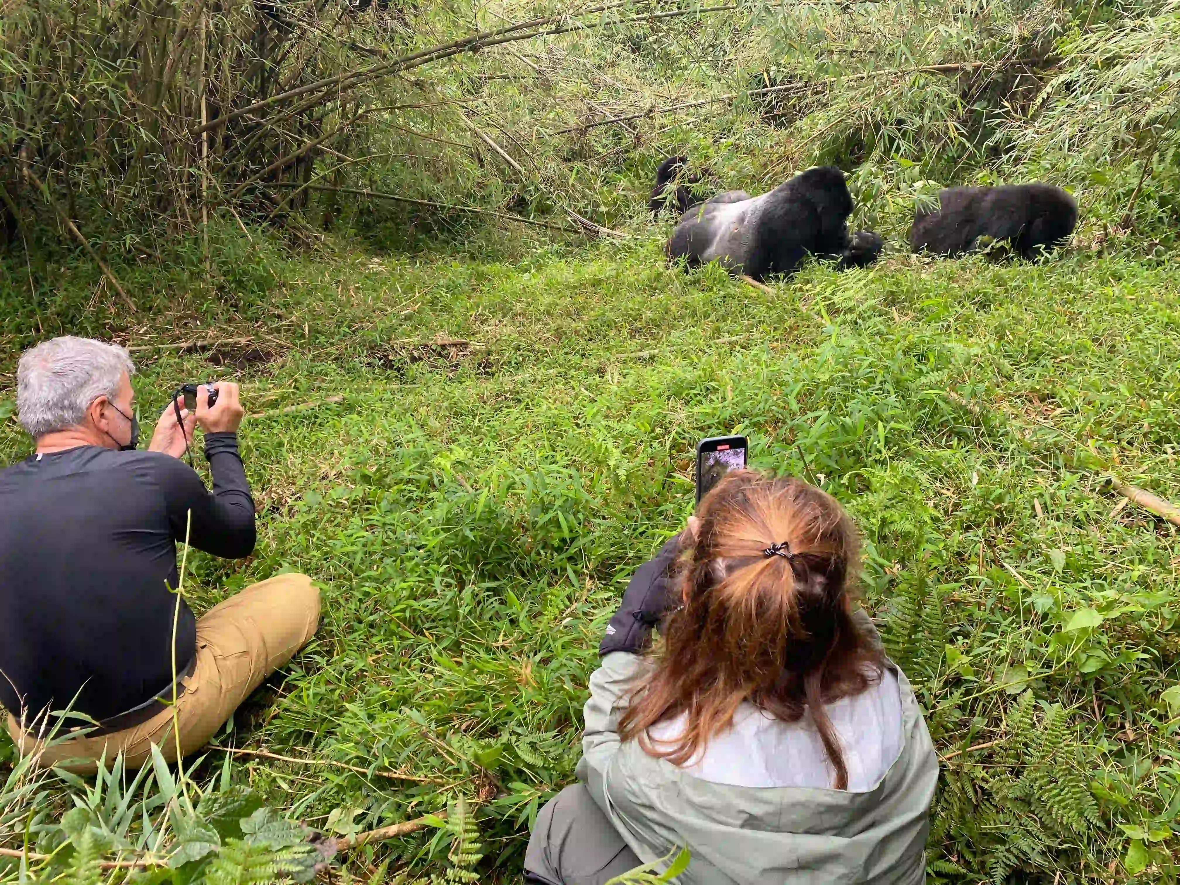 A couple standing in Volcanoes National Park during a mountain gorilla trekking experience in Rwanda, admiring the natural rainforest habitat of a gorilla family.