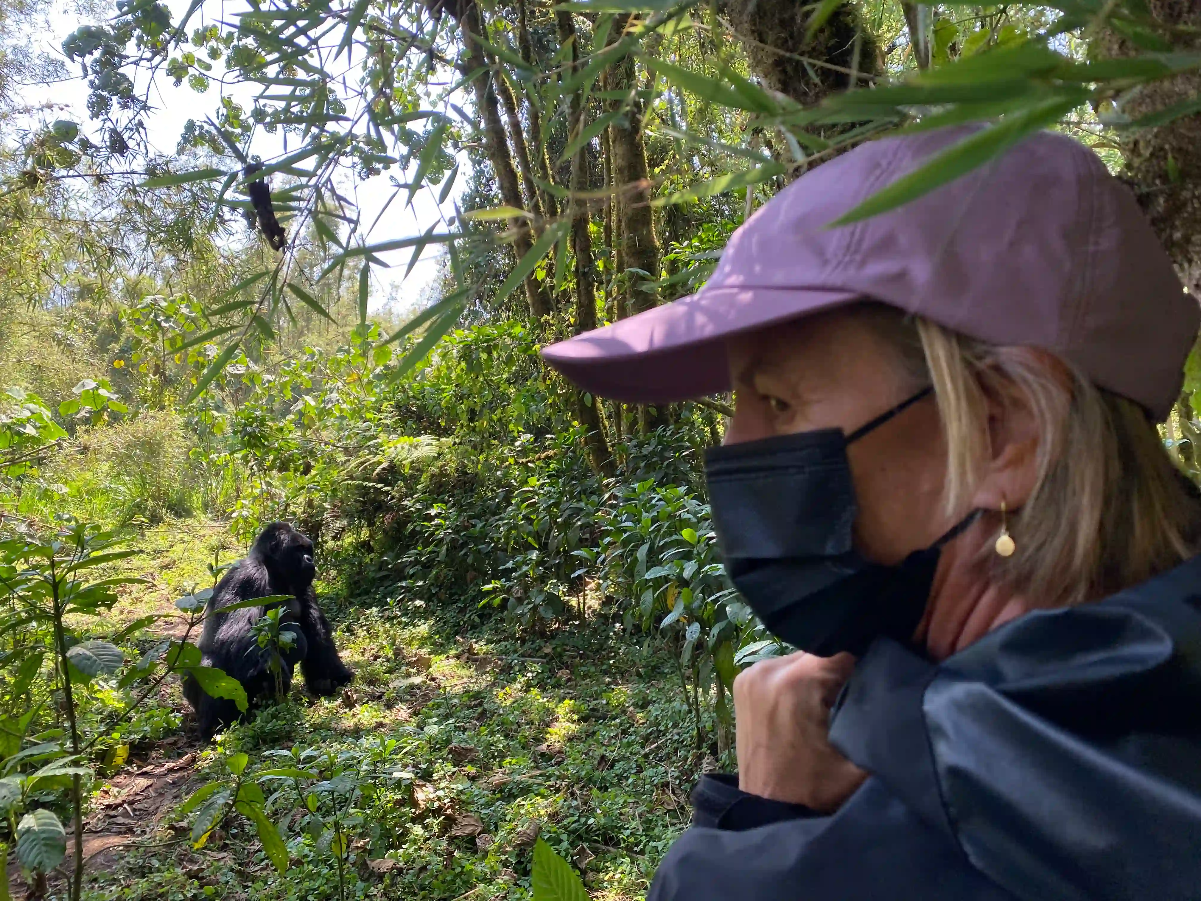 Traveler trekking through the lush rainforest of Volcanoes National Park in Rwanda during a thrilling mountain gorilla trekking experience.