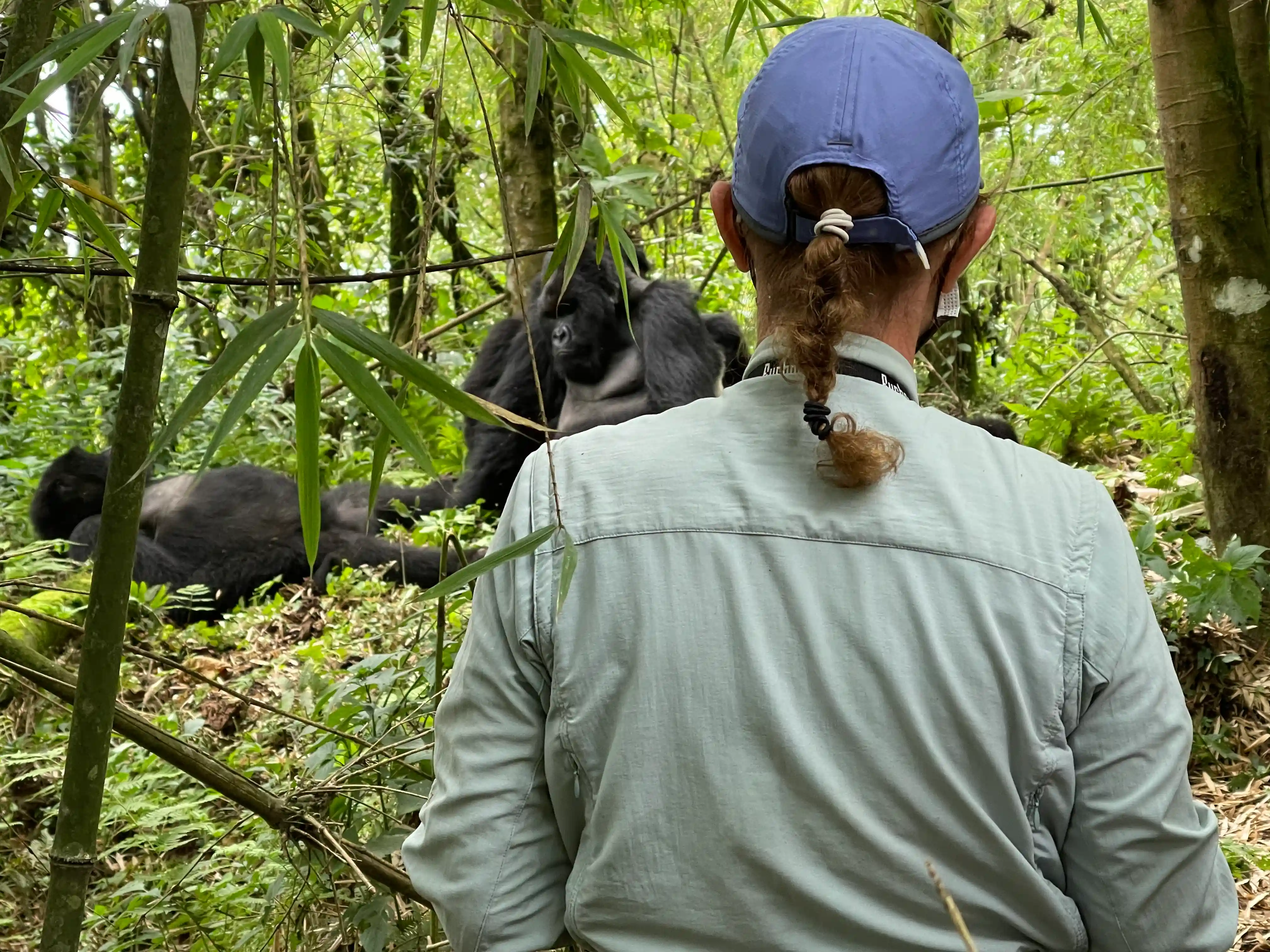 Woman trekking through lush rainforest to observe mountain gorillas in Virunga Volcanoes National Park, Rwanda — eco-tourism and wildlife adventure experience.