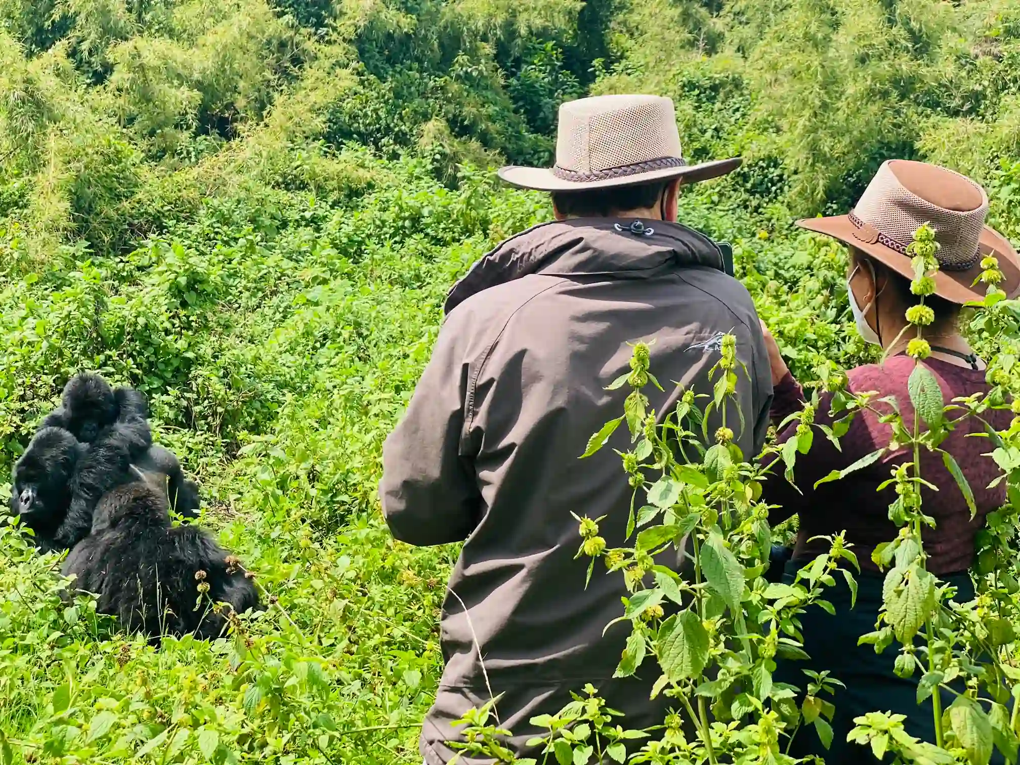 Travelers trekking through Rwanda’s lush rainforest to see mountain gorillas in Volcanoes National Park, experiencing Africa’s ultimate wildlife adventure.