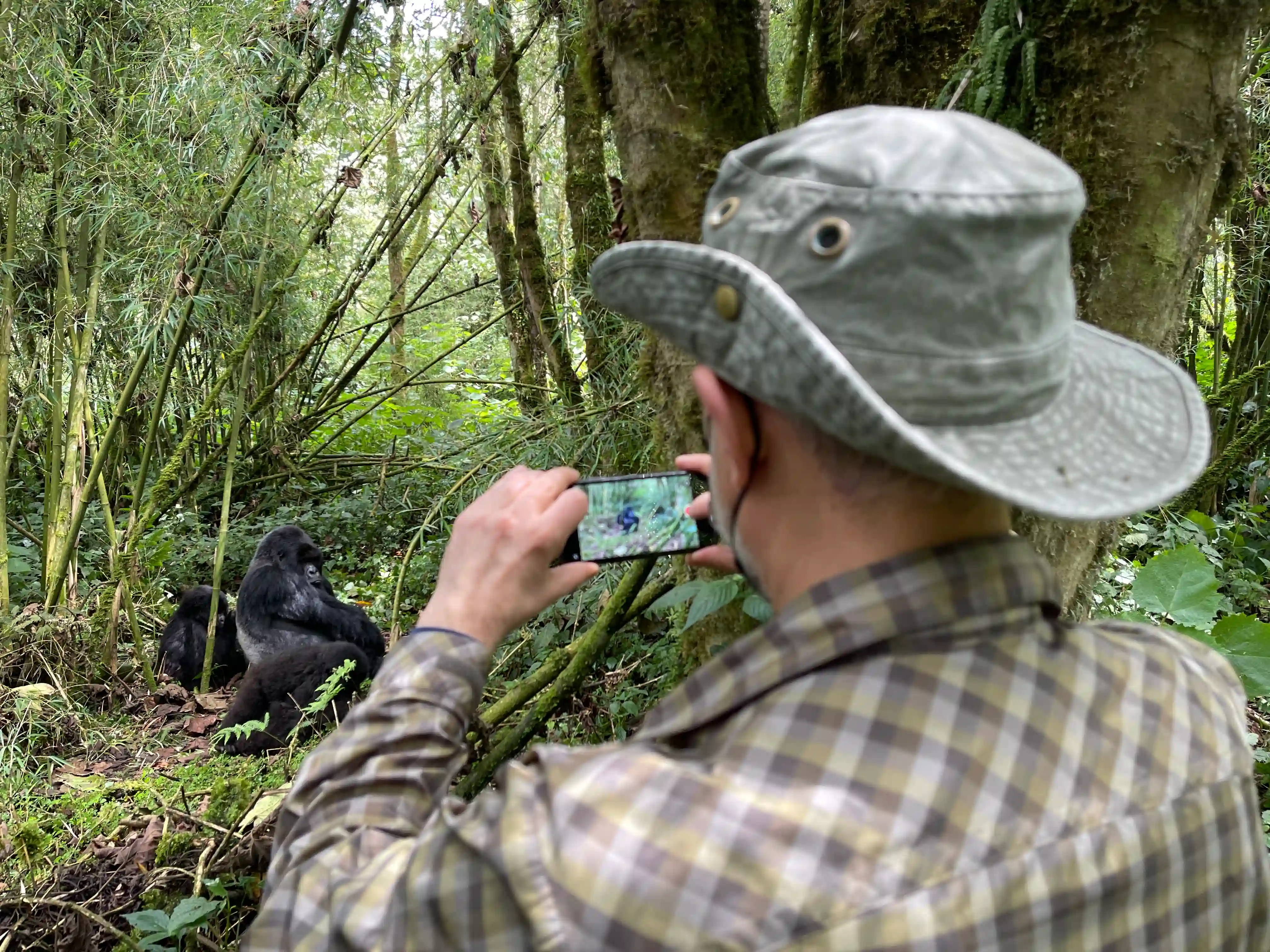 Traveler photographing a mountain gorilla during an unforgettable trekking experience in Volcanoes National Park, Rwanda.
