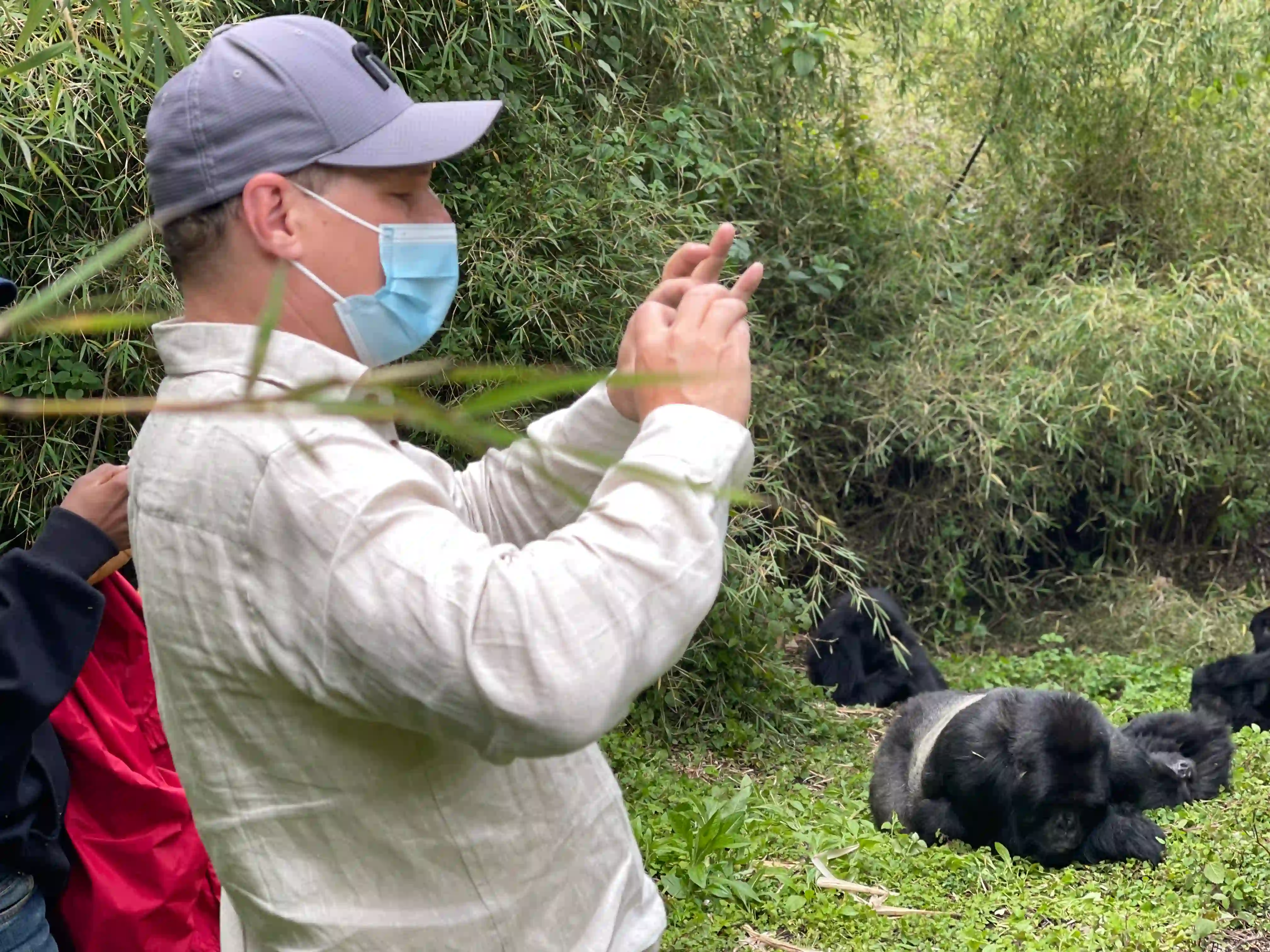 Travelers wearing masks and keeping 8 meters away from a silverback gorilla in the wild – interesting facts about mountain gorilla family genetics.