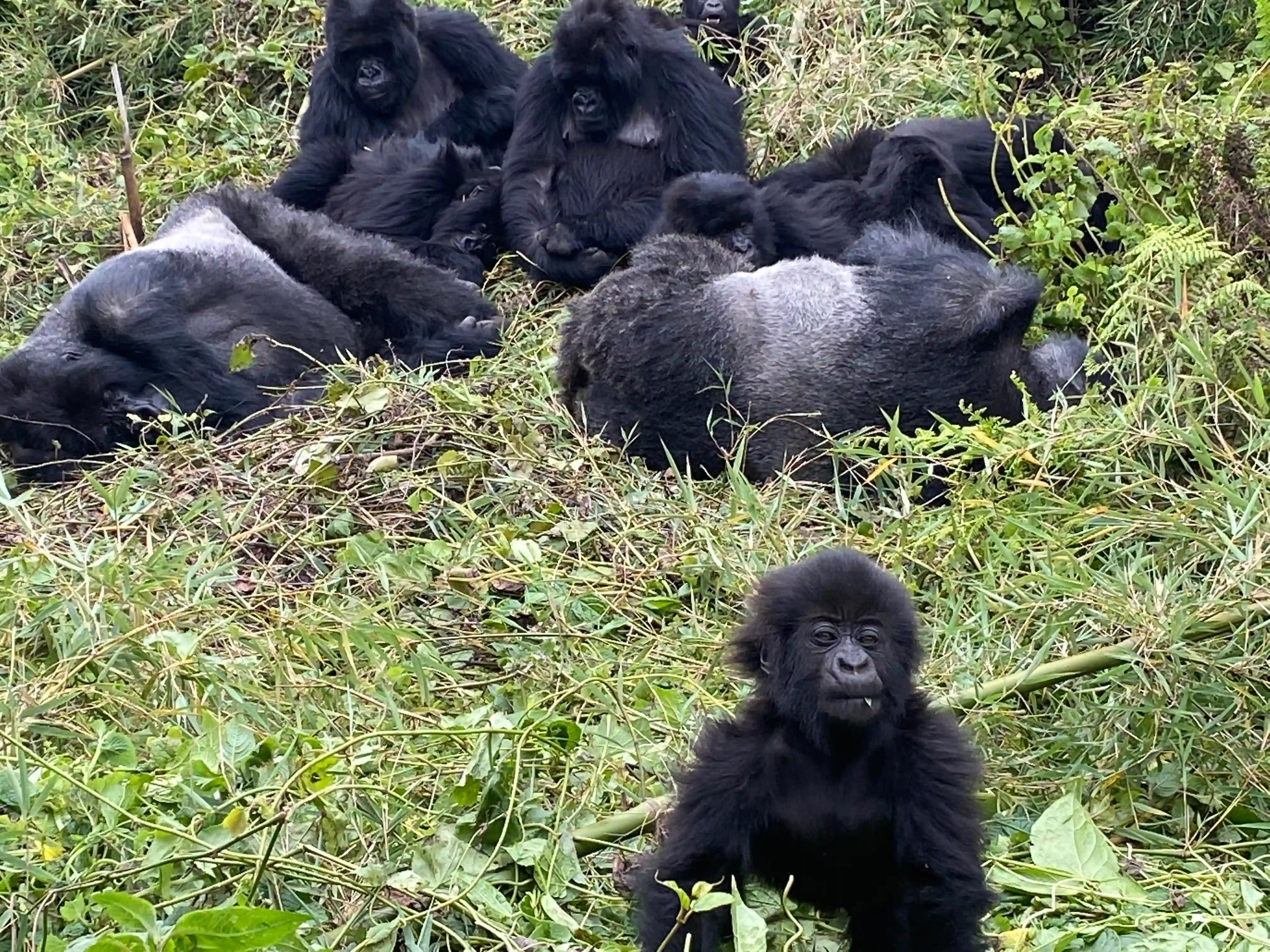 Mountain gorilla family resting together in a forest nest — a calm wildlife moment showing natural bonding, unity, and interesting facts about mountain gorilla family behavior.