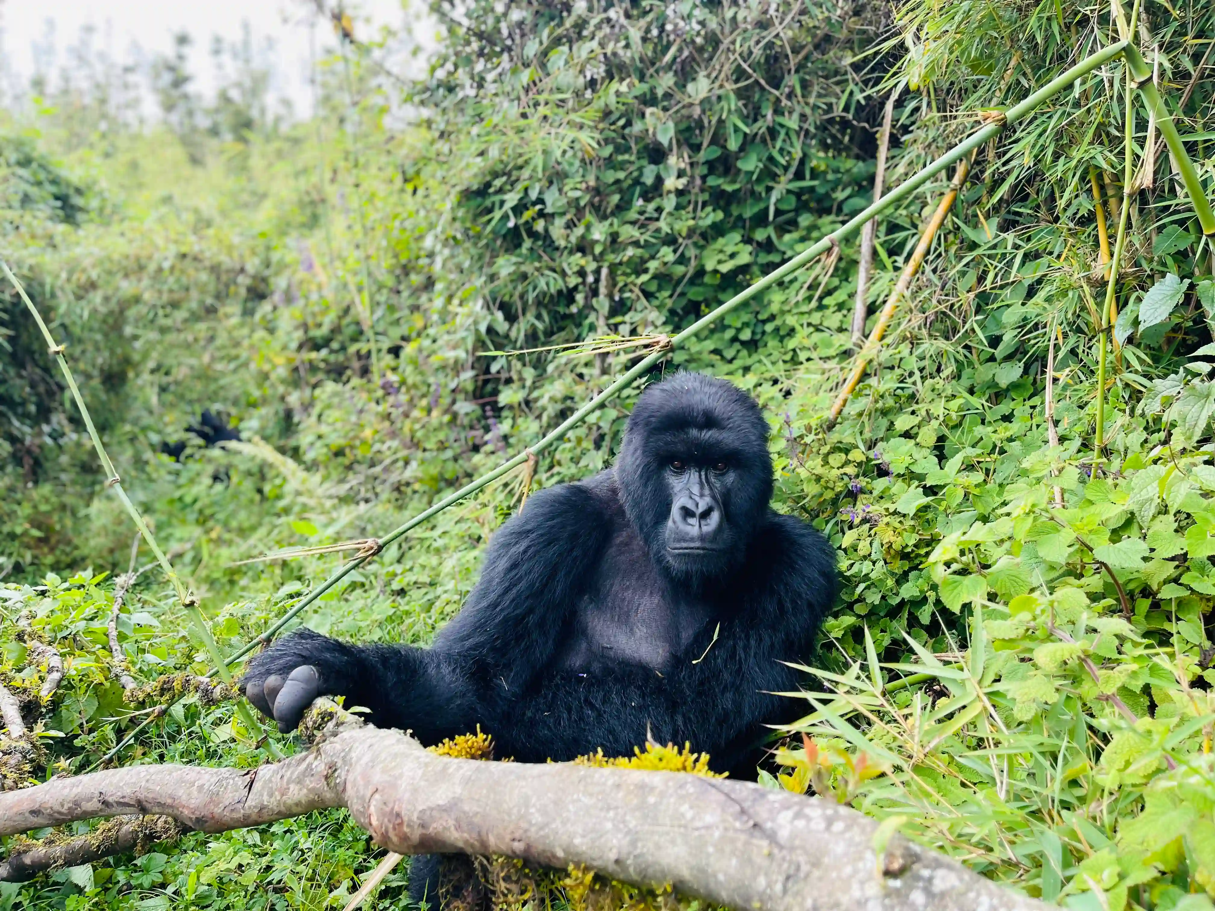 Traveler walking into the lush rainforest of Volcanoes National Park, Rwanda — home of the endangered mountain gorillas.