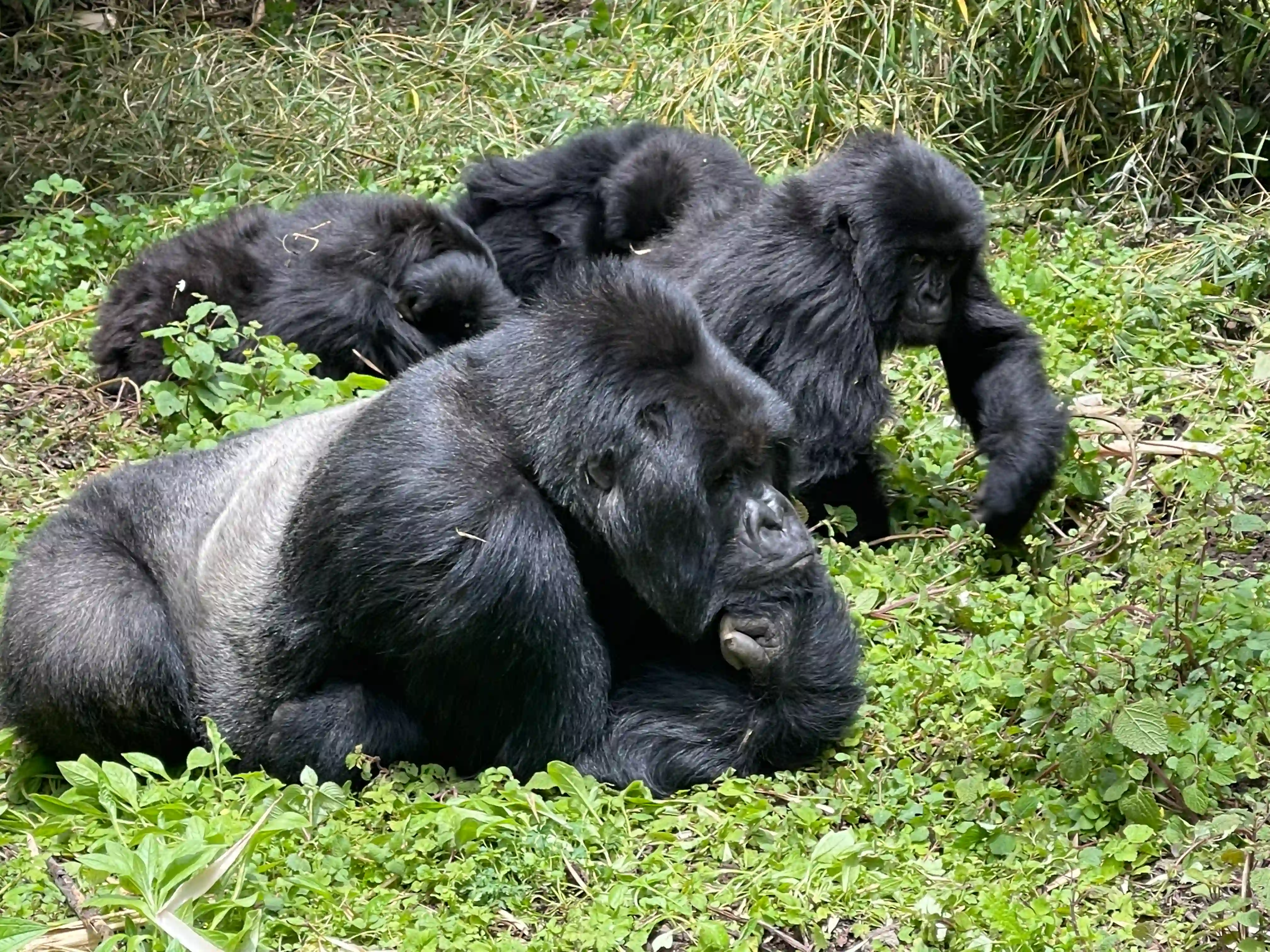 Gorilla family resting in the lush rainforest of Volcanoes National Park, Rwanda during an intimate mountain gorilla trekking experience.