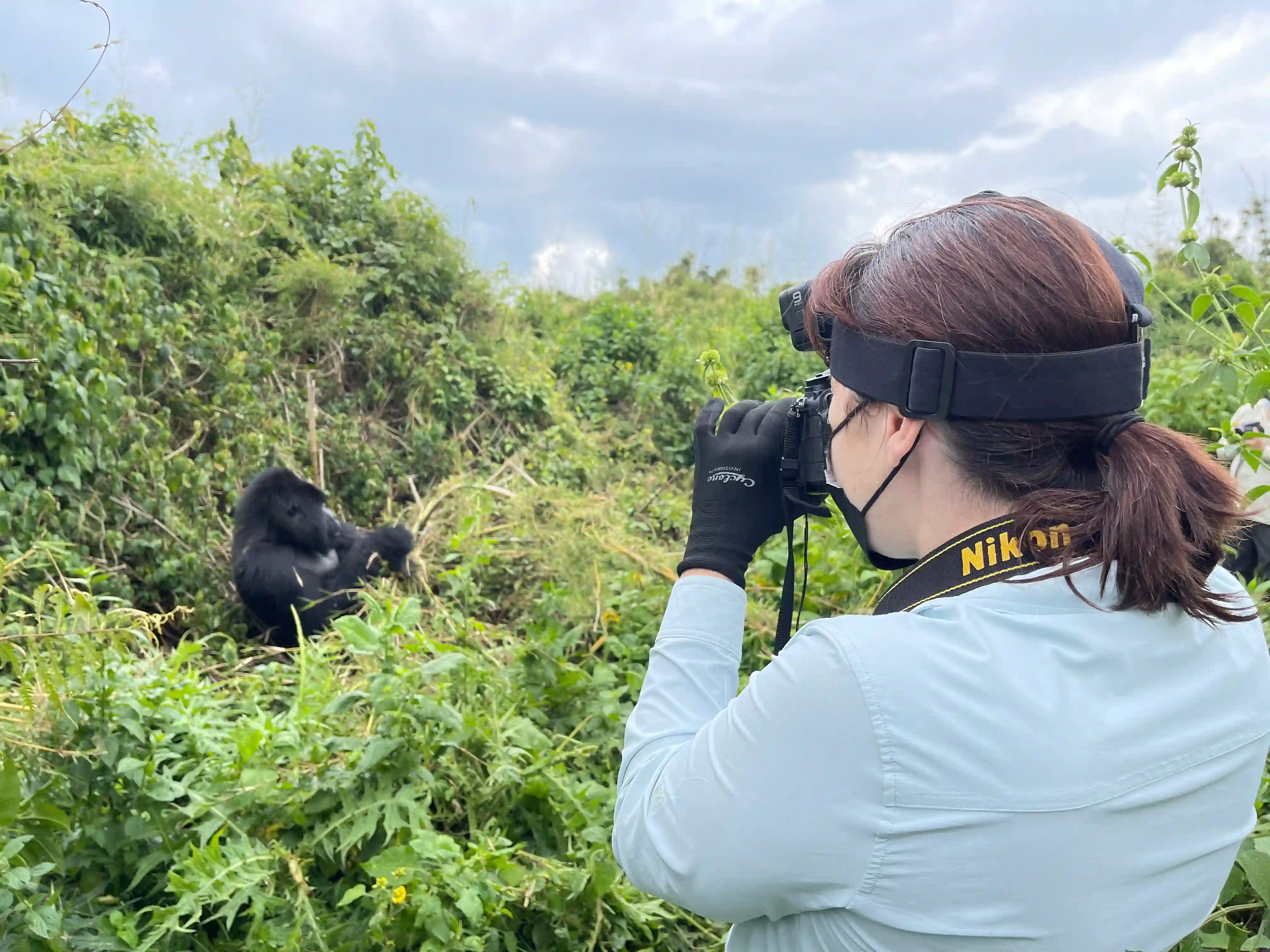 Traveler capturing unforgettable moments with mountain gorillas in Volcanoes National Park, Rwanda – a once-in-a-lifetime wildlife encounter in Africa’s misty jungle.