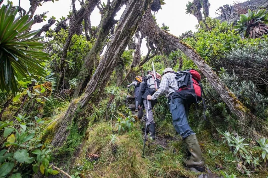 Travelers hiking through the misty trails of Rwenzori Mountains, Uganda, surrounded by lush vegetation and breathtaking alpine scenery.