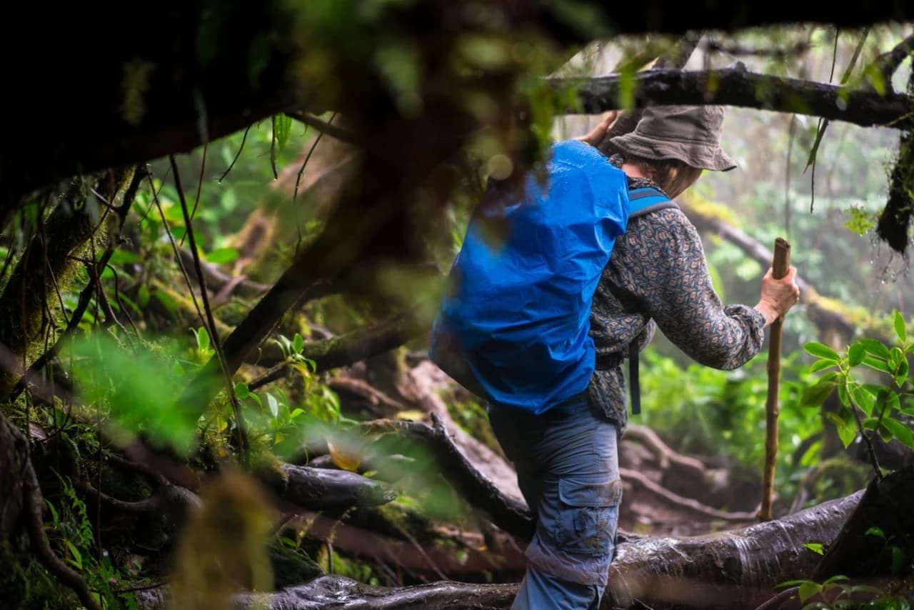 Traveler walking into the lush rainforest trail of Nyungwe National Park — Complete Travel Guide visual scene showcasing pristine nature, misty canopy, and immersive hiking experience.