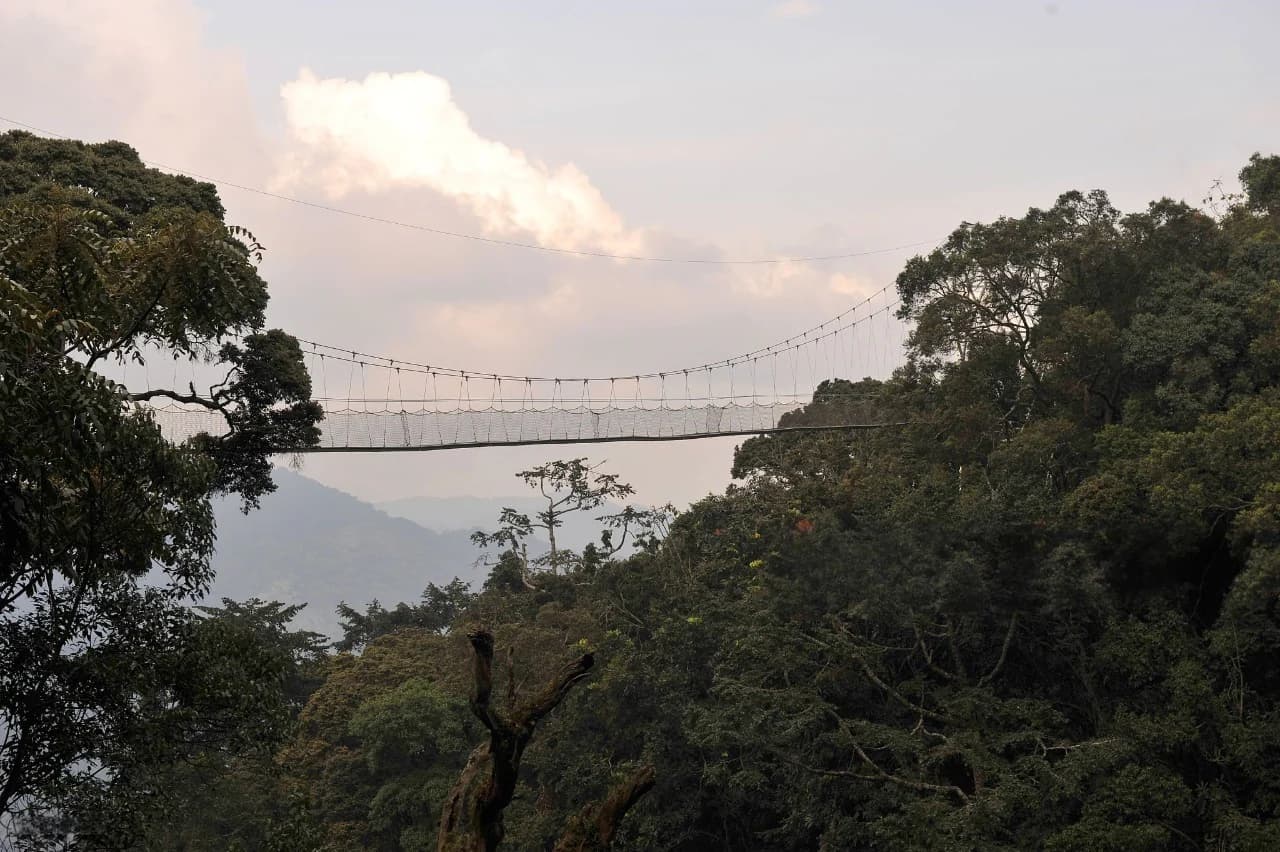 Canopy walk at sunset in Nyungwe National Park: Complete Travel Guide featuring rainforest views, golden sky, and suspended bridge.