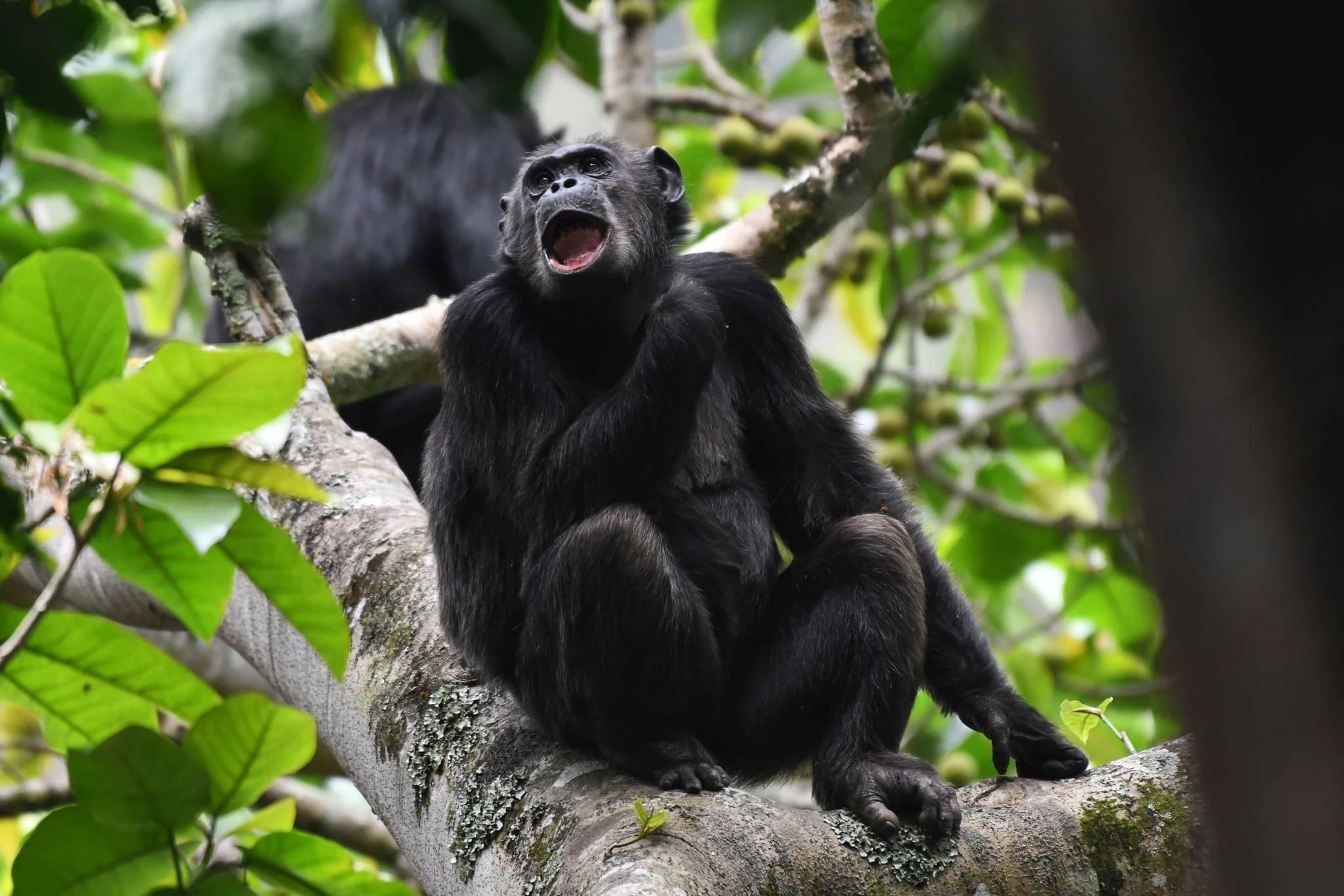 Chimpanzee growling from a tree in Nyungwe National Park in Rwanda, showcasing wildlife behavior in the rainforest.