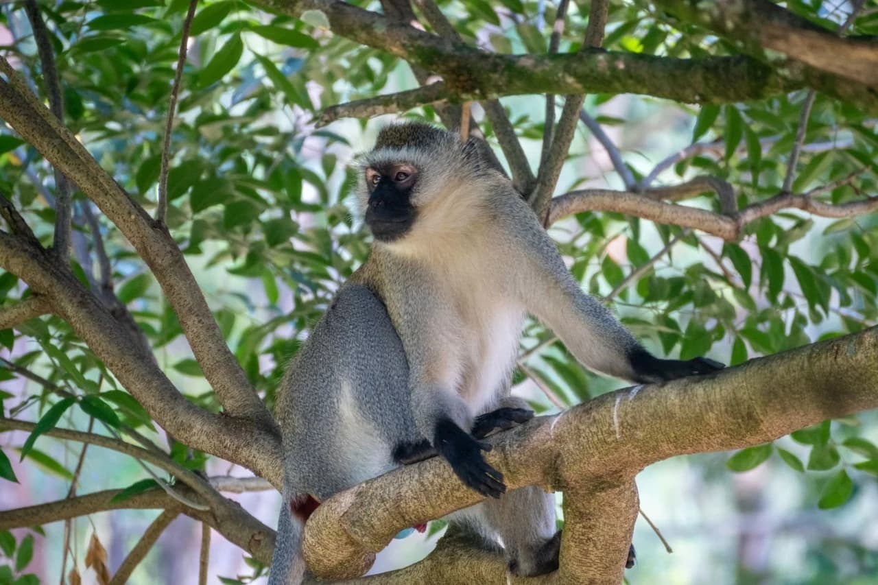 Vervet monkey in the lush rainforest canopy of Nyungwe National Park, captured for the Nyungwe National Park: Complete Travel Guide.