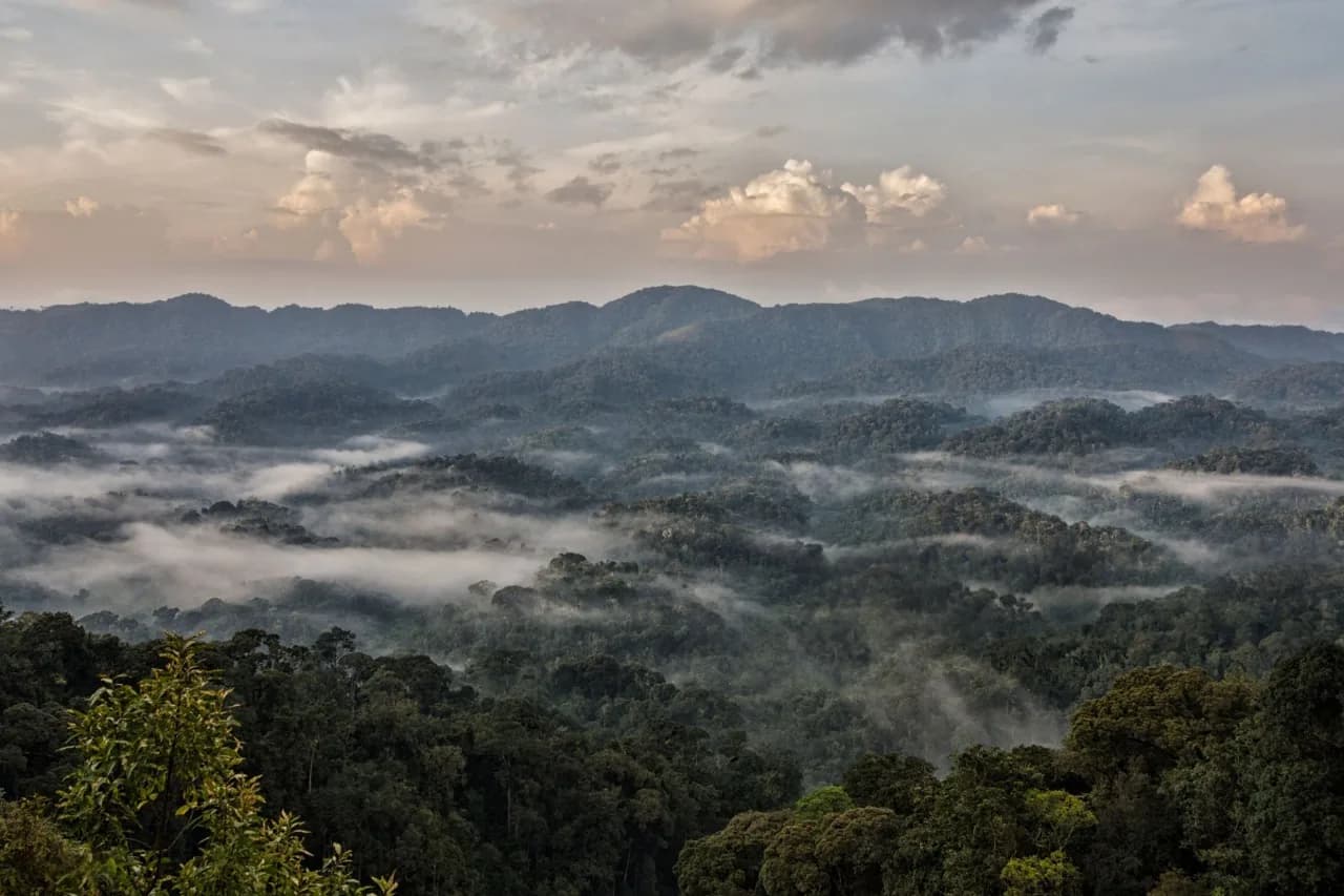 Mist rising over the dense rainforest canopy of Nyungwe National Park in Rwanda, showcasing its lush biodiversity and serene mountain landscape.