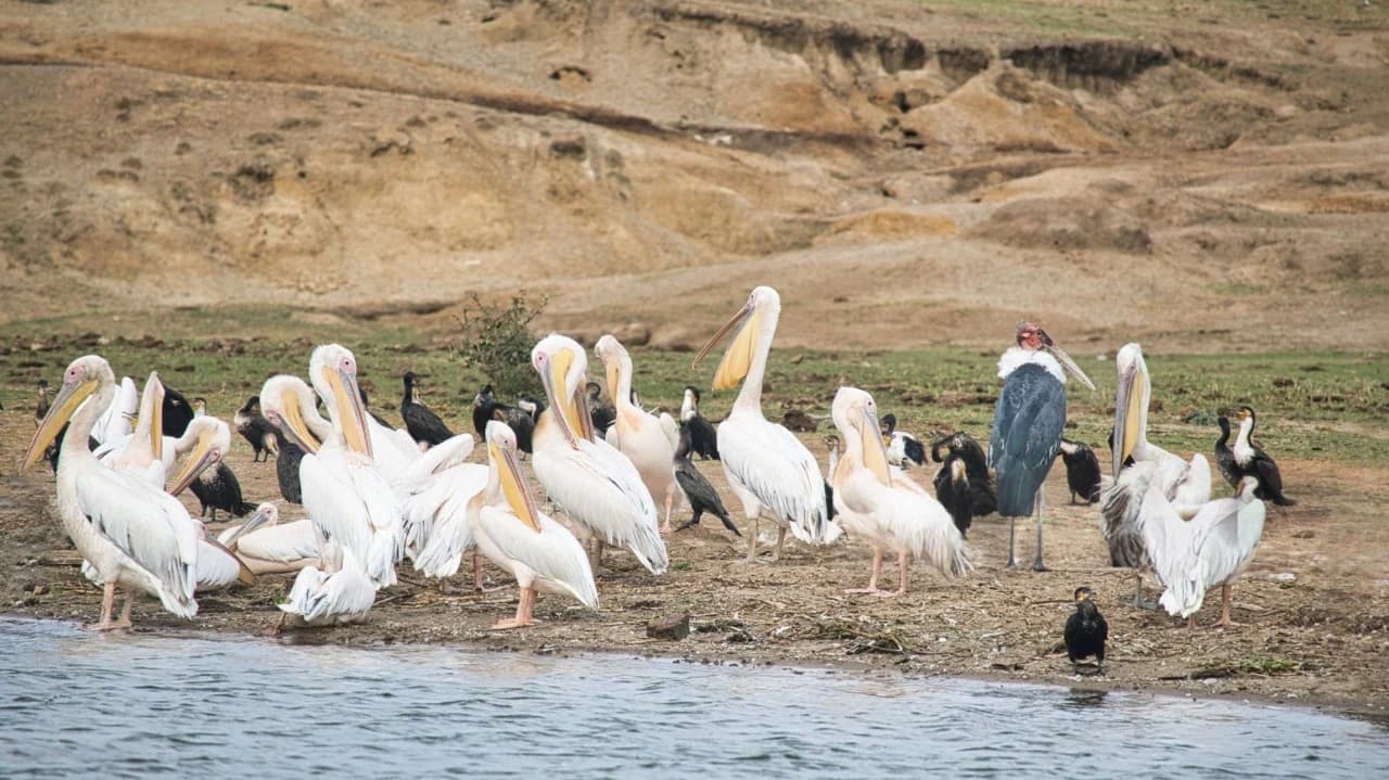 Pelicans and cormorants gathered along the riverbank of the Kazinga Channel in Uganda, a prime spot featured among the best places for birdwatching in Uganda and Rwanda.