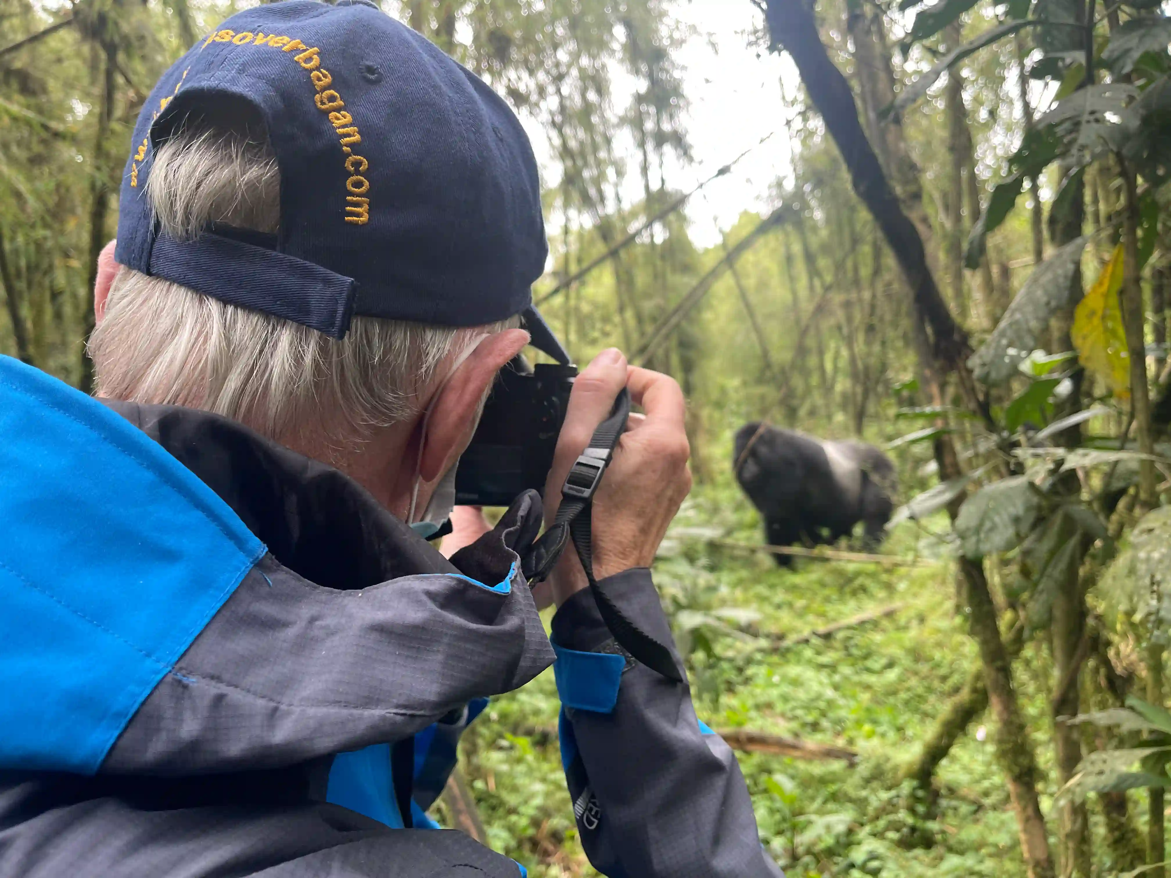 Traveler photographer capturing majestic mountain gorilla in Volcanoes National Park, Rwanda, amidst lush rainforest.