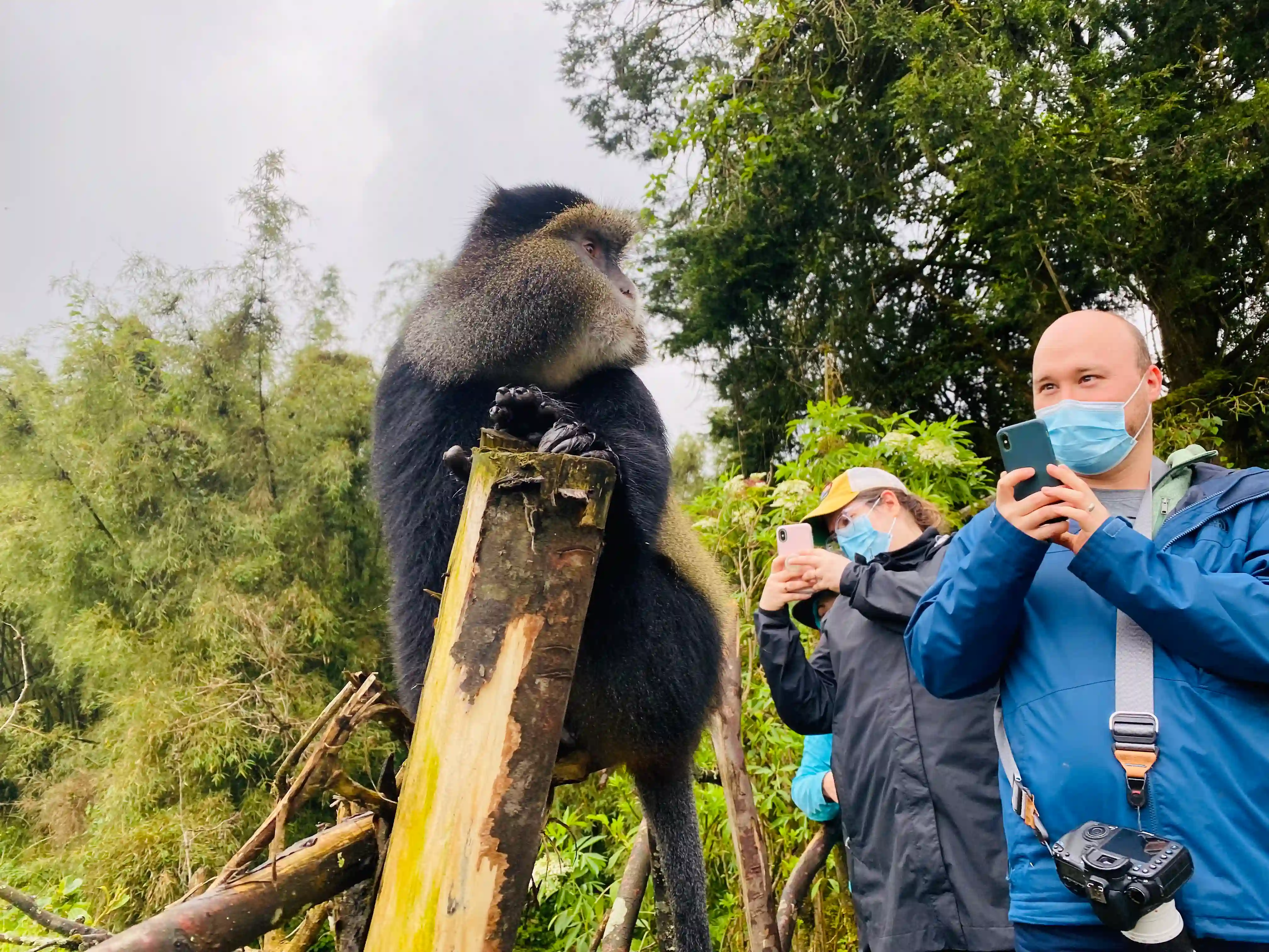 Travelers capturing photos of playful golden monkeys in Volcanoes National Park, Rwanda – a rare wildlife experience amid lush bamboo forests.