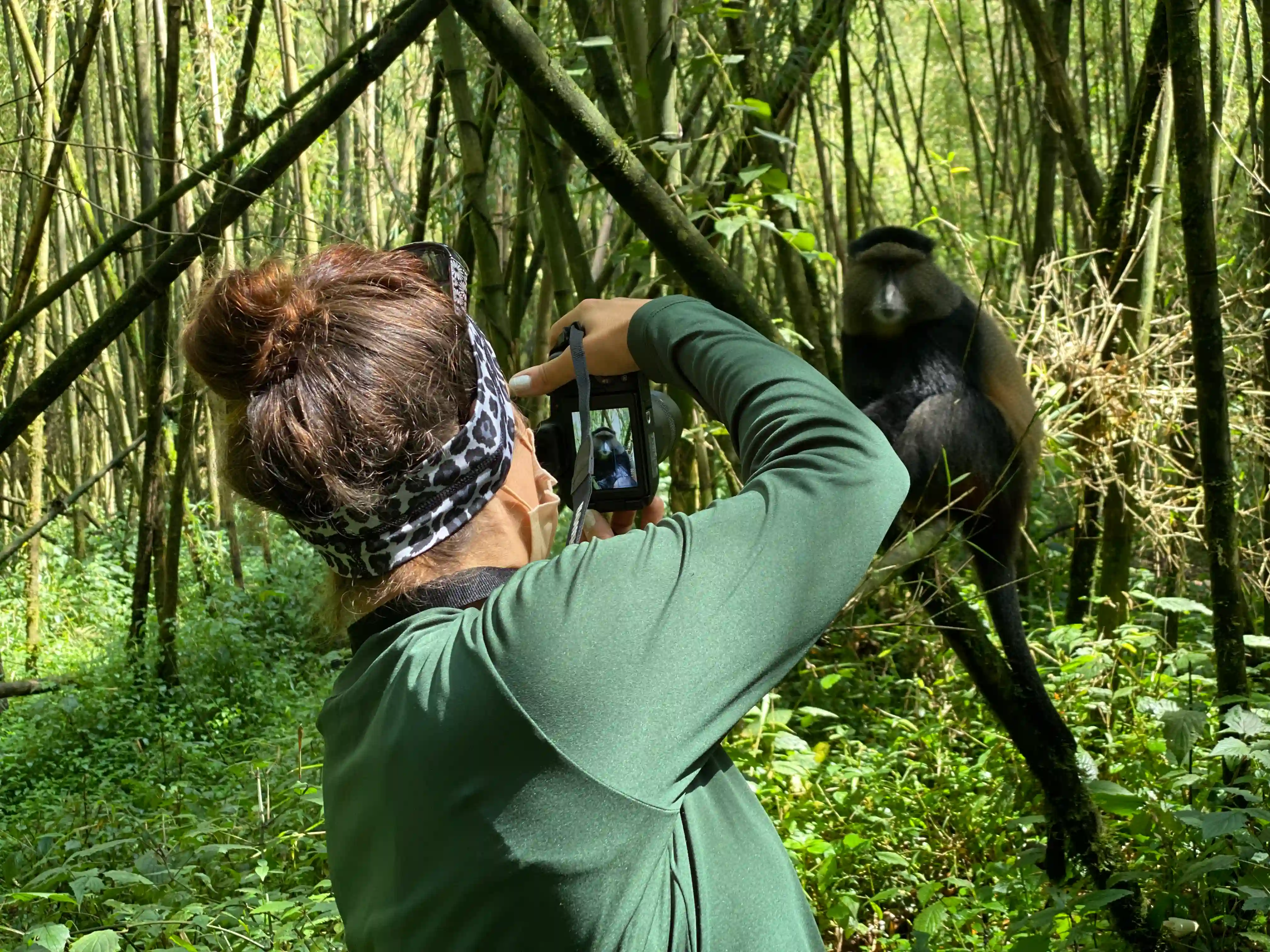 Woman traveler capturing a photo of a playful golden monkey in Volcanoes National Park, Rwanda — wildlife photography and eco-adventure experience.