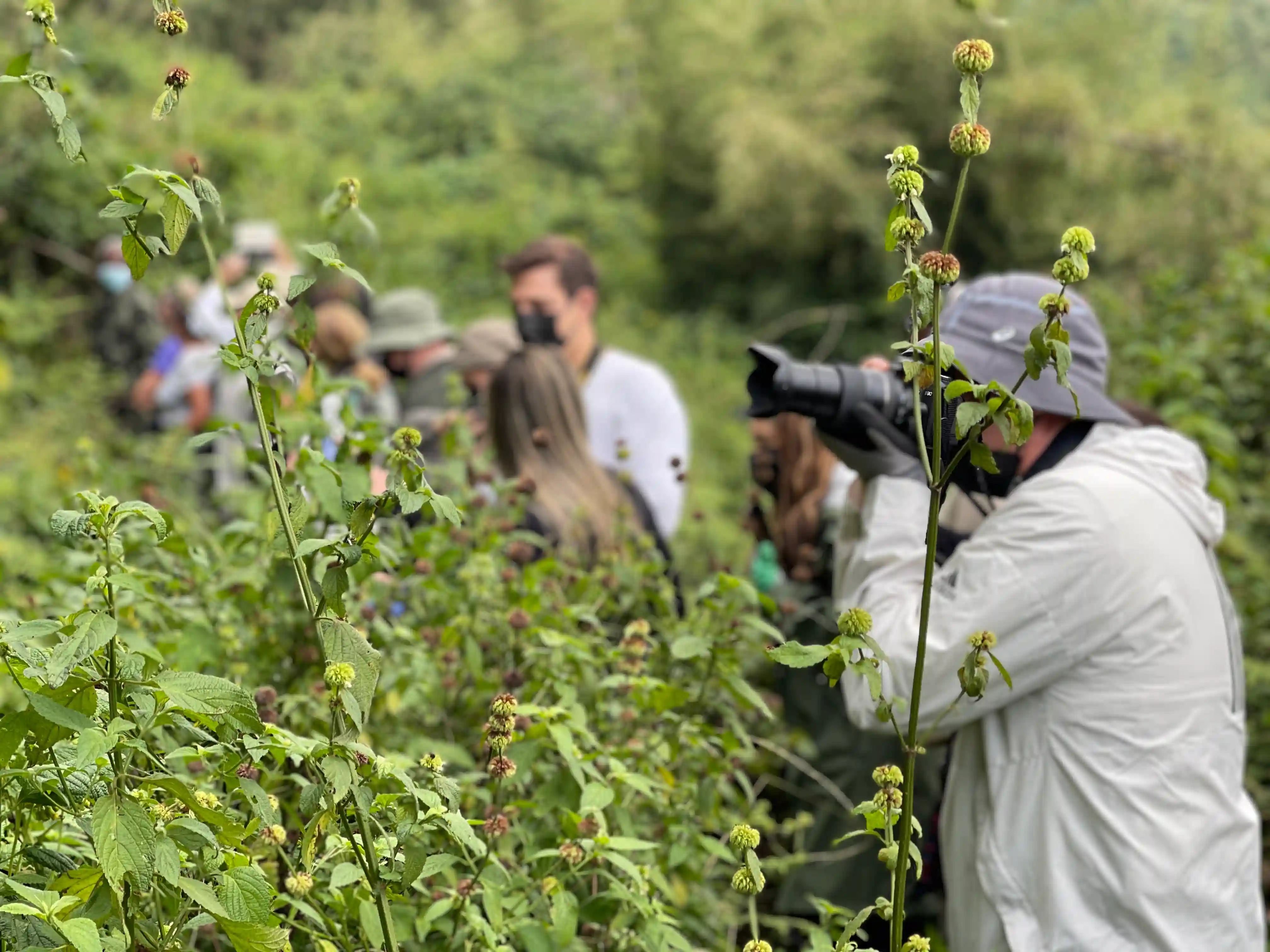 Woman photographing mountain gorillas in the forest – What to Pack for Gorilla Trekking: Updated Essential List