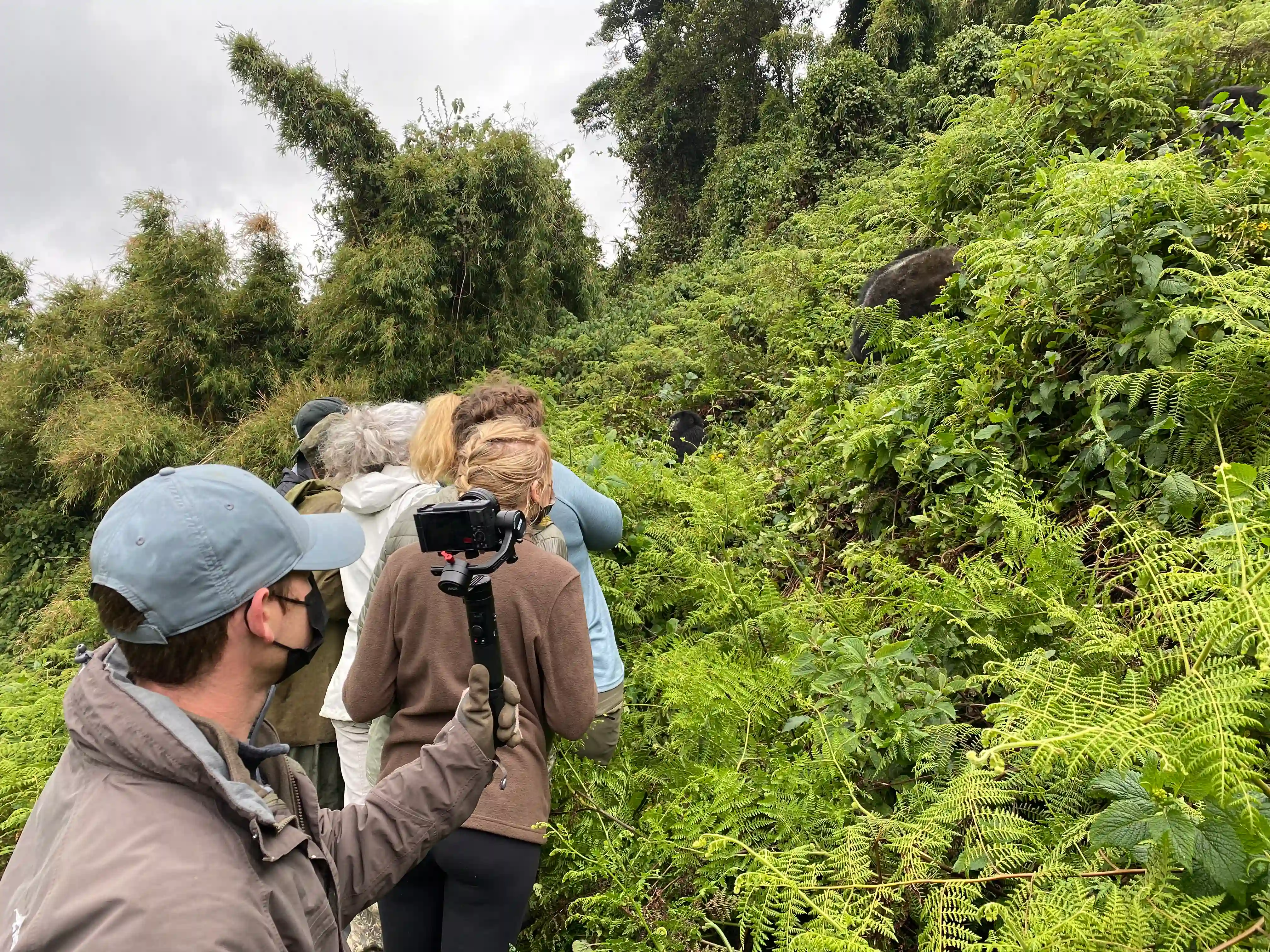 Traveler photographing majestic mountain gorillas in Volcanoes National Park, Rwanda – unforgettable wildlife adventure