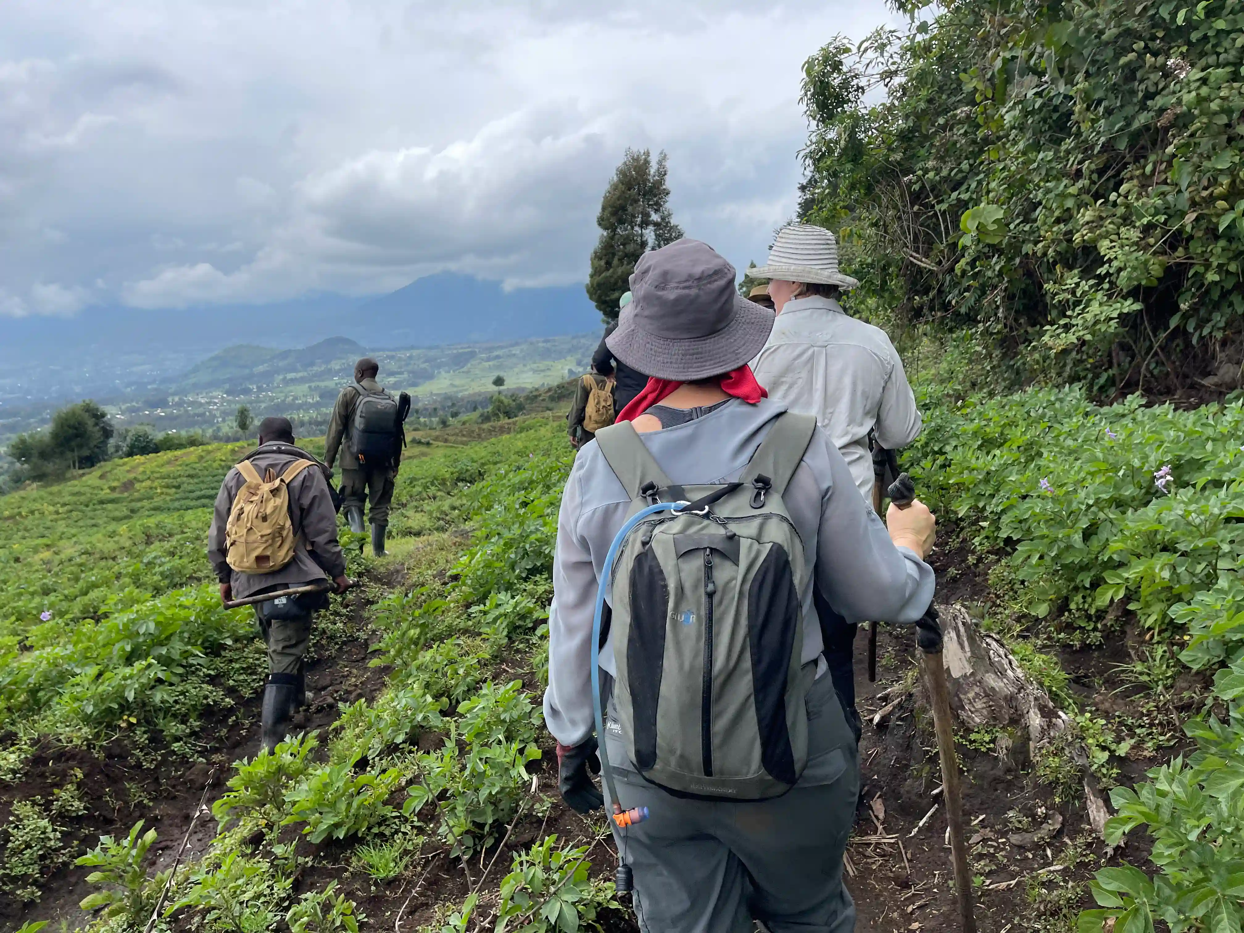 Porters guiding travelers through lush trails to begin mountain gorilla trekking adventure in Volcanoes National Park, Rwanda.