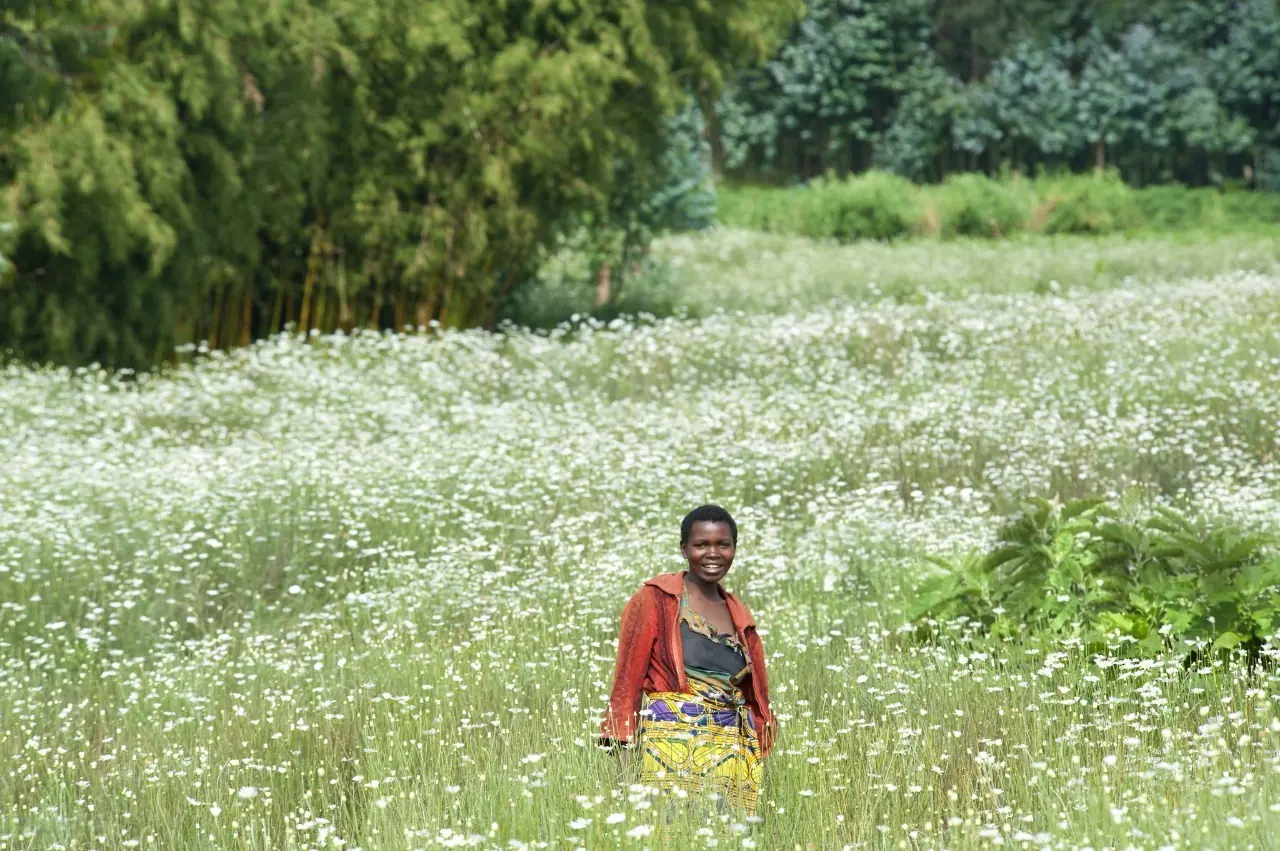 A woman in traditional Rwandan dress standing in a sunlit pyrethrum field with rush rain forest of volcanoes national park behind her, reflecting the beauty of Rwanda culture.