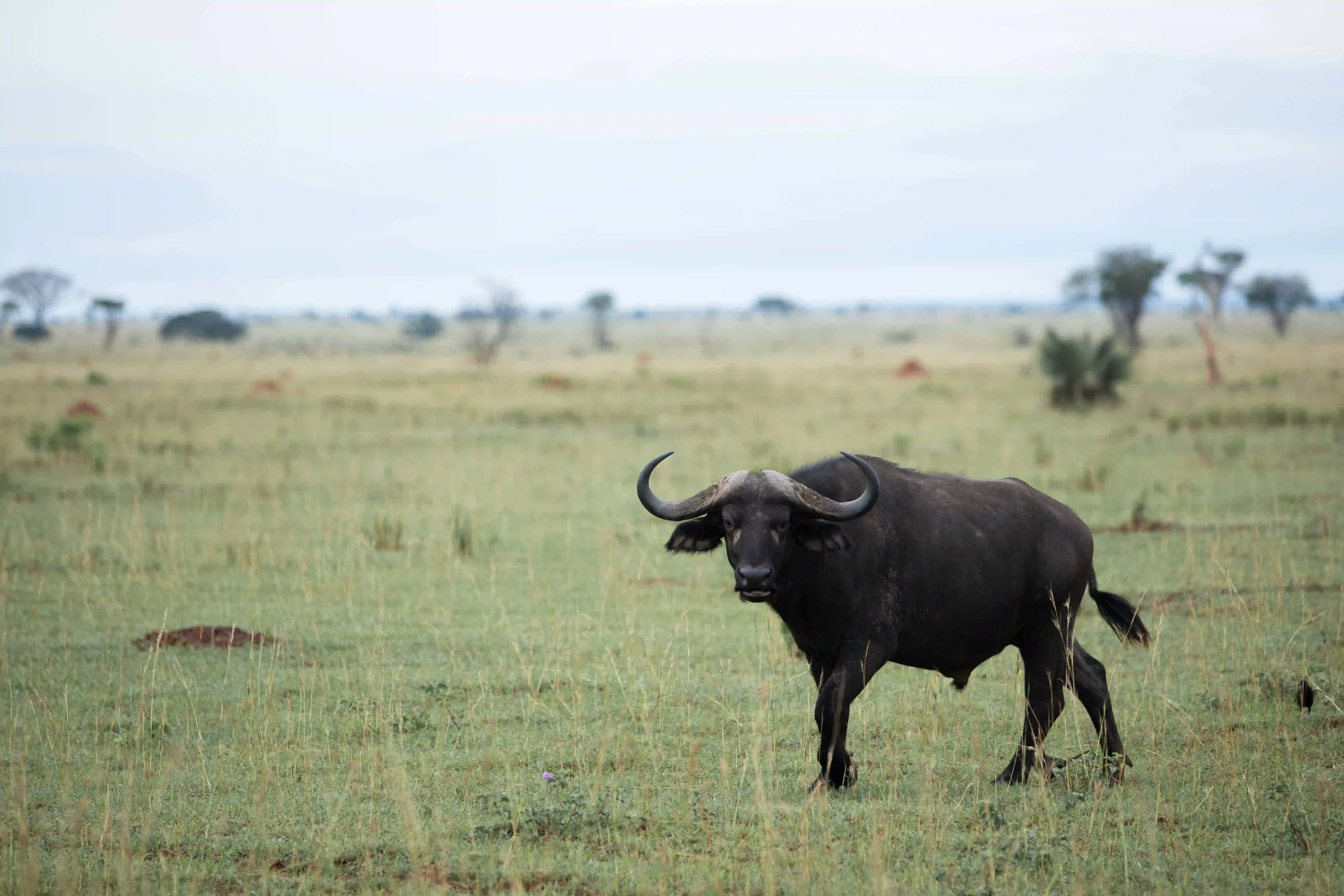 African buffalo grazing on the open plains of Queen Elizabeth National Park during a big five viewing safari in Uganda.