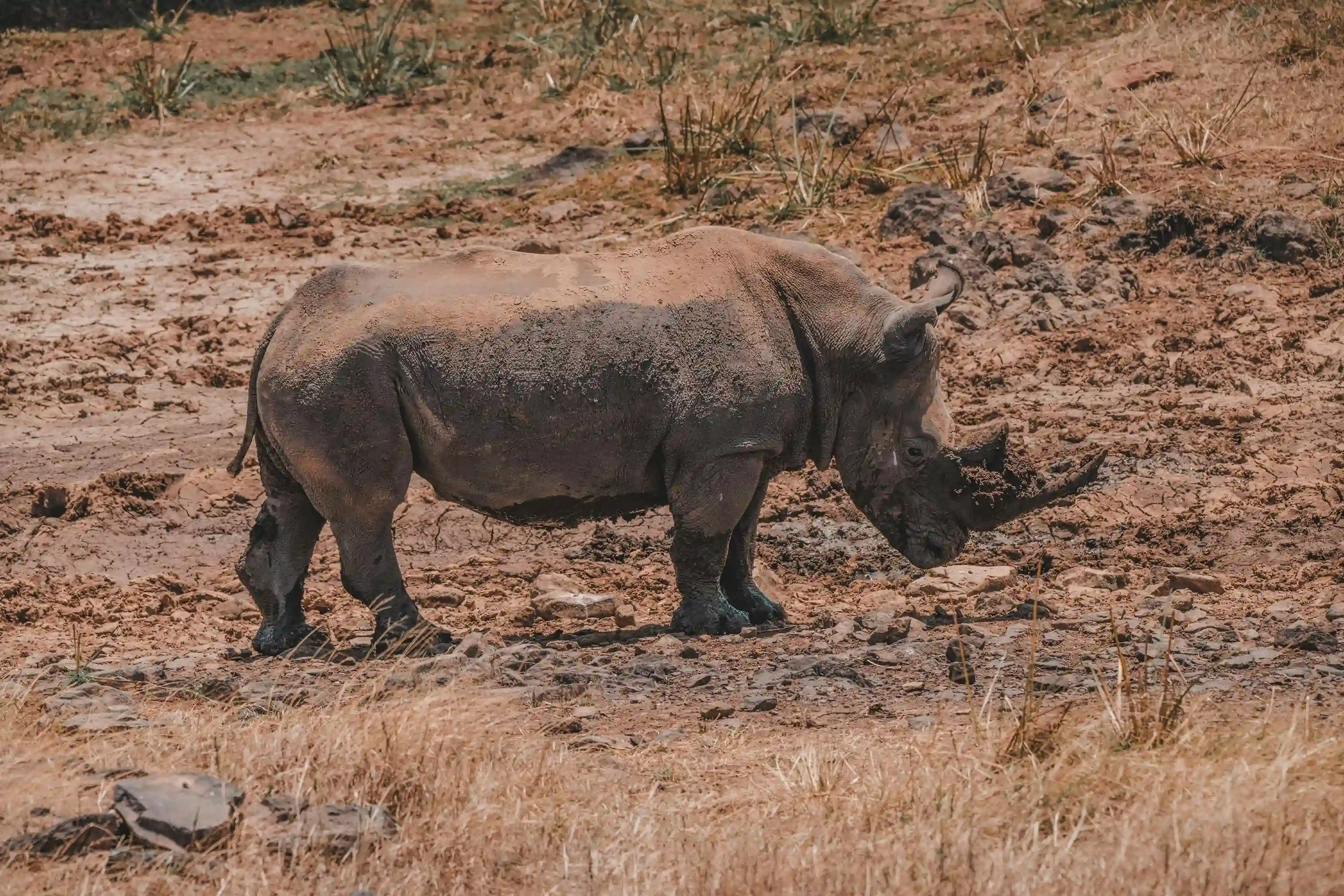 Rhino roaming through muddy terrain in Kruger National Park during a big five viewing safari experience.