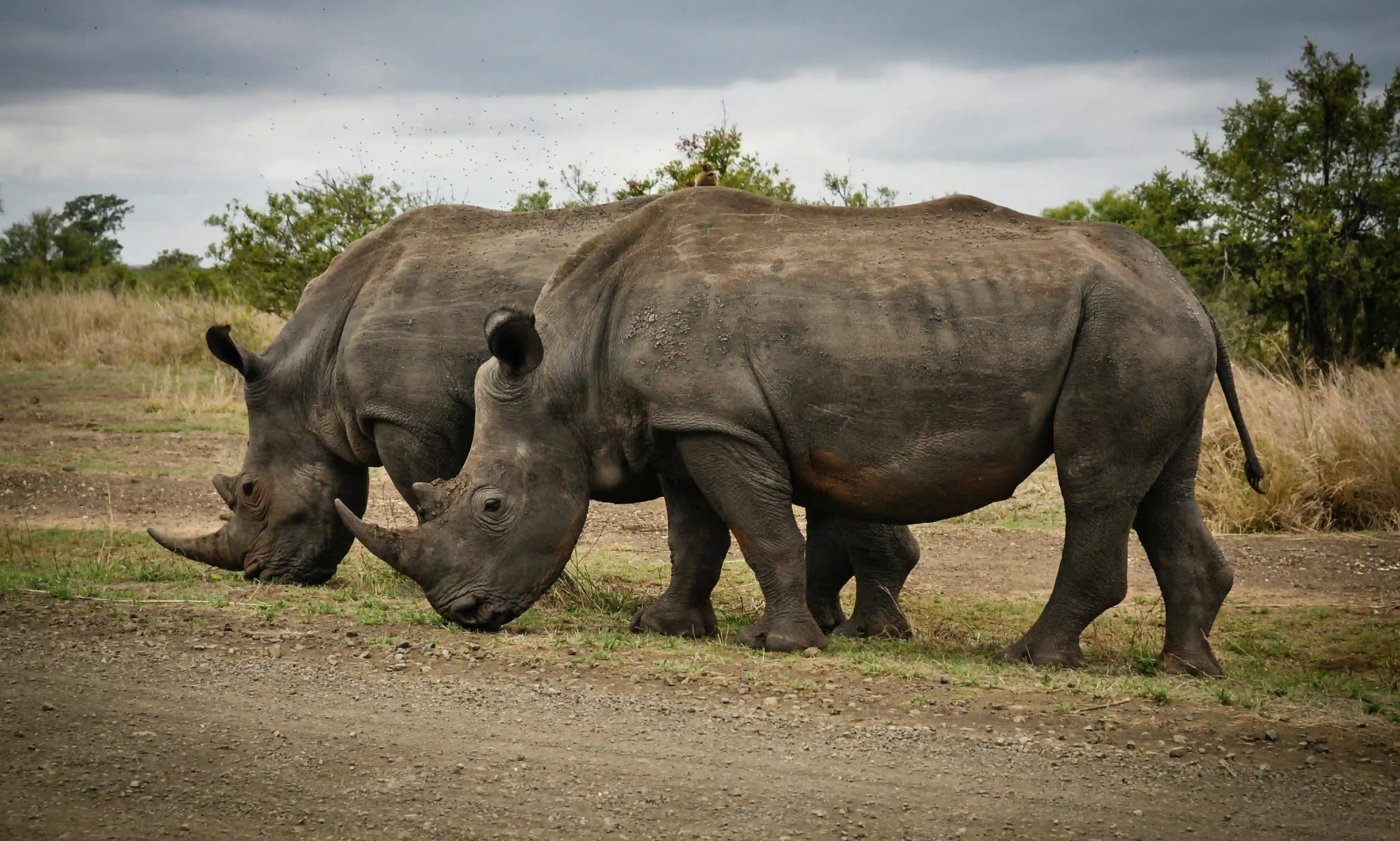 Two white rhinos grazing peacefully in Kruger National Park, South Africa, showcasing African wildlife in its natural habitat.