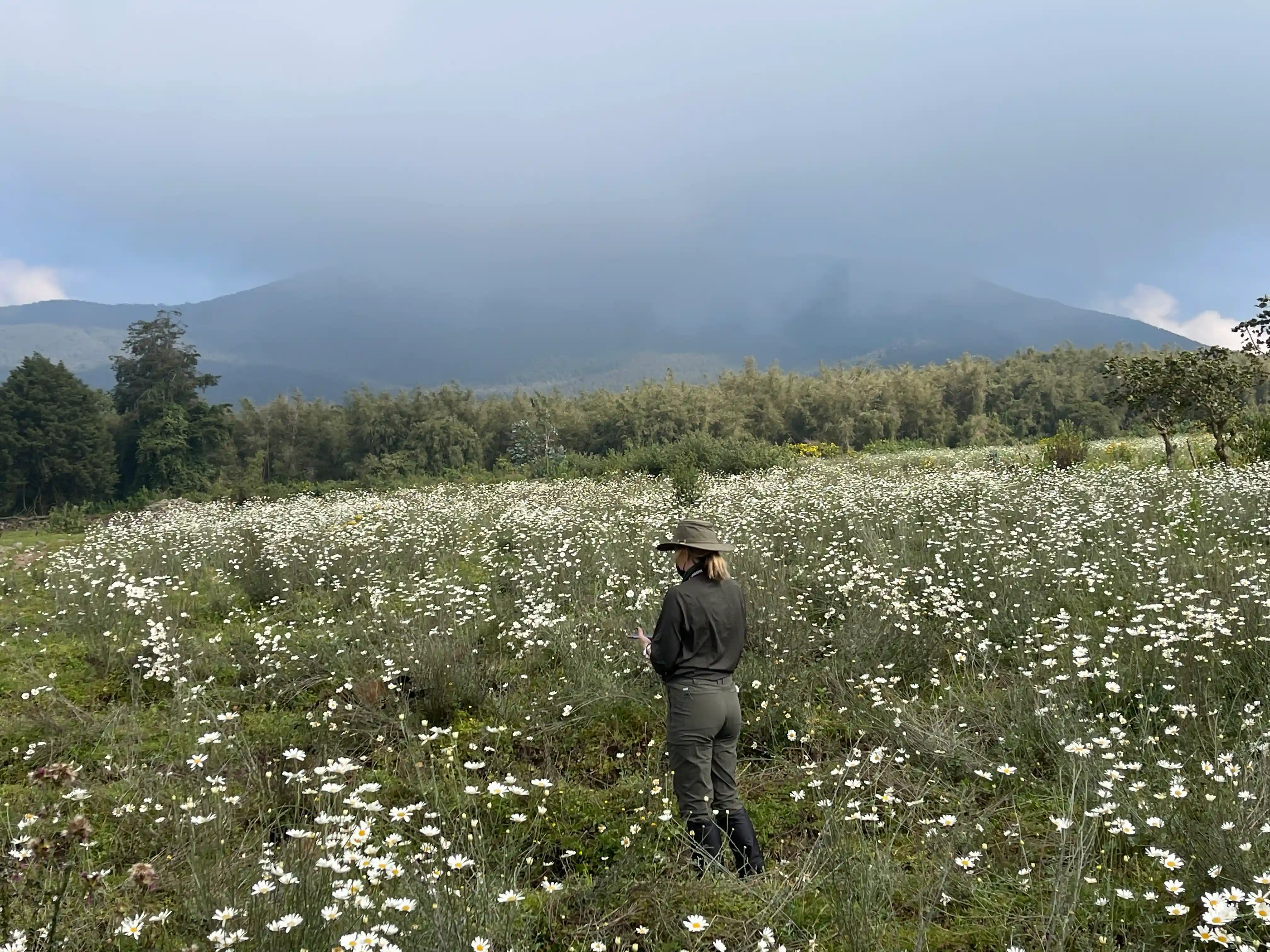 Female traveler birdwatching in Rwanda’s Volcanoes National Park, standing in a field of pyrethrum flowers, enjoying views of the mountains — Best Places for Birdwatching in Uganda and Rwanda