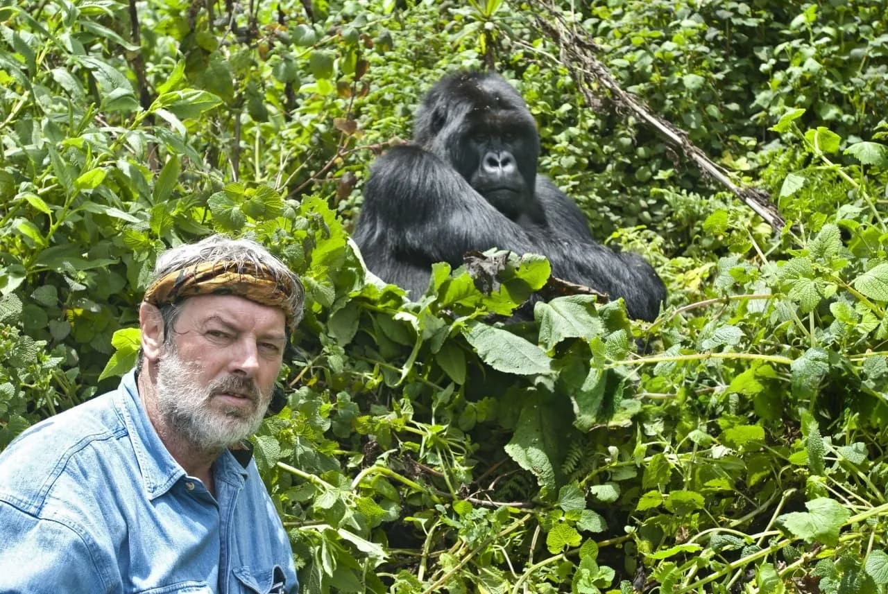 Traveler trekking through Volcanoes National Park after securing his mountain gorilla permit in advance.