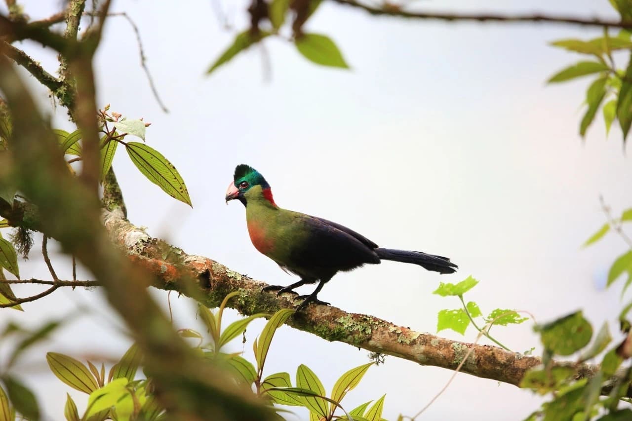 A vibrant Rwenzori turaco perched on a mossy tree branch inside Nyungwe Forest, captured during a wildlife trek in one of the best places for birdwatching in Uganda and Rwanda.