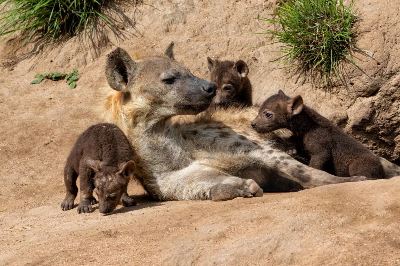 Hyena mother with cubs resting in Sabi Sand Game Reserve, South Africa during big five viewing safari experience