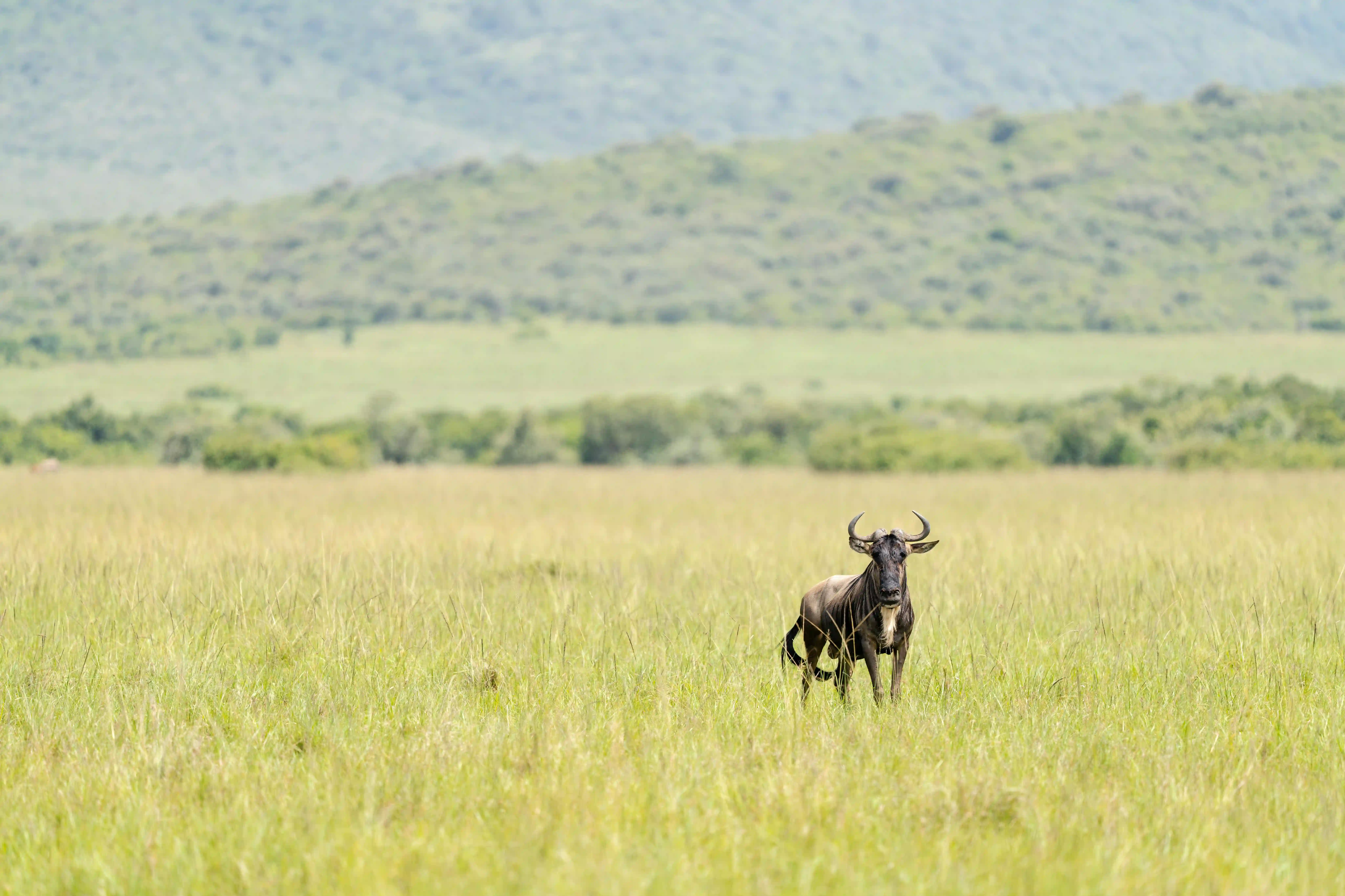 Wildebeest standing alone in the vast Serengeti landscape during the Great Migration
