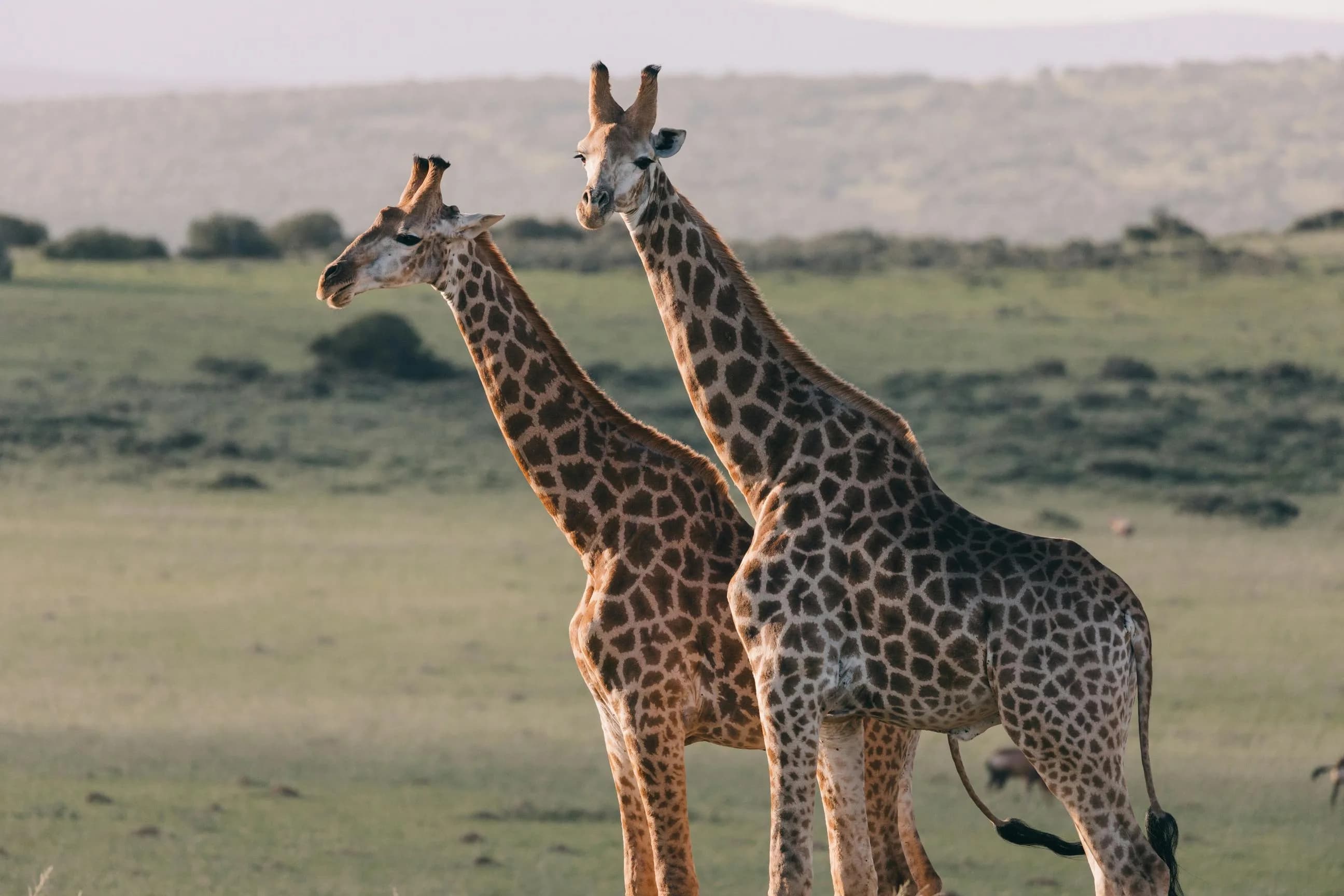 Giraffe roaming the golden savannah landscapes of Serengeti National Park, Tanzania — iconic African wildlife and breathtaking safari scenery.