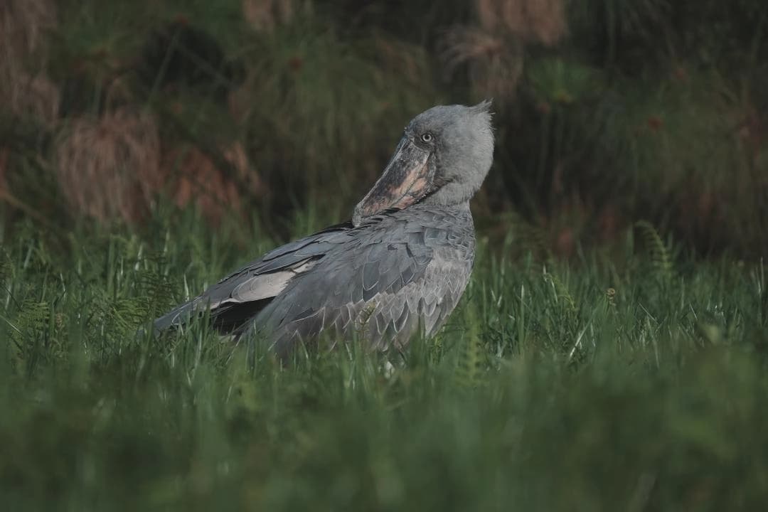 Shoebill bird standing in a lush wetland in Uganda – rare wildlife sighting for Best Places for Birdwatching in Uganda and Rwanda.