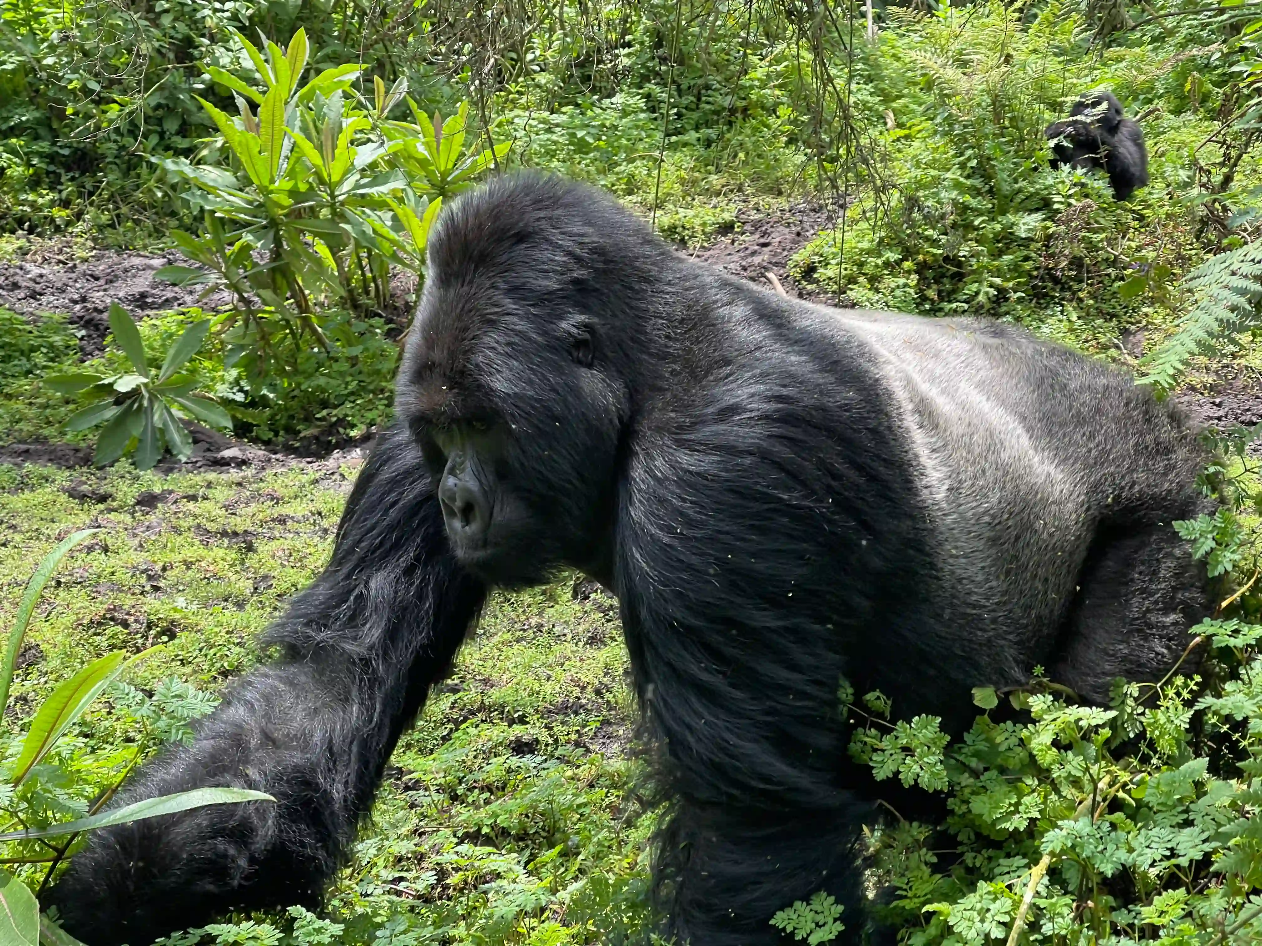 Silverback mountain gorilla moving slowly beside its family in Volcanoes National Park, showcasing interesting facts about mountain gorilla family behavior and troop dynamics.