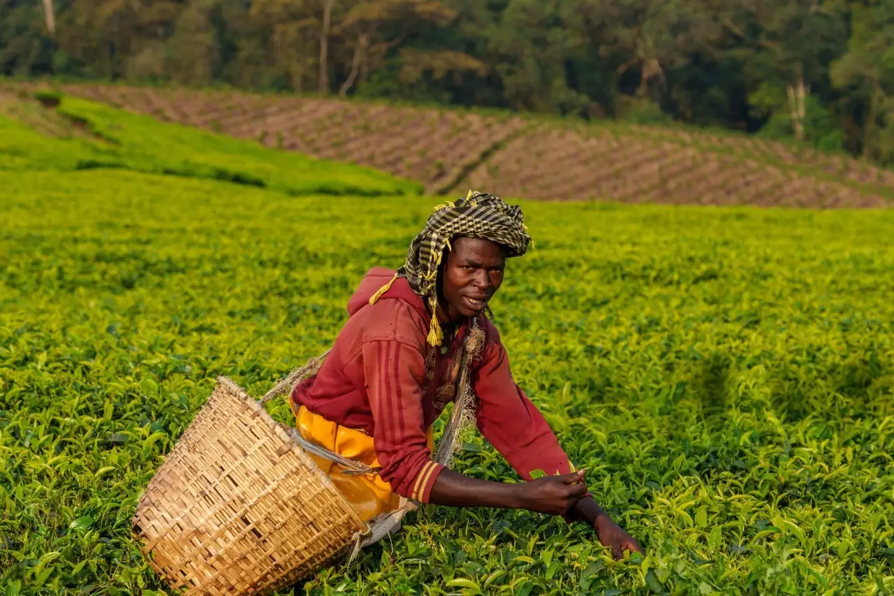 Local farmer plucking fresh green tea leaves near Nyungwe National Park: Complete Travel Guide – Rwanda’s lush highland tea plantations.